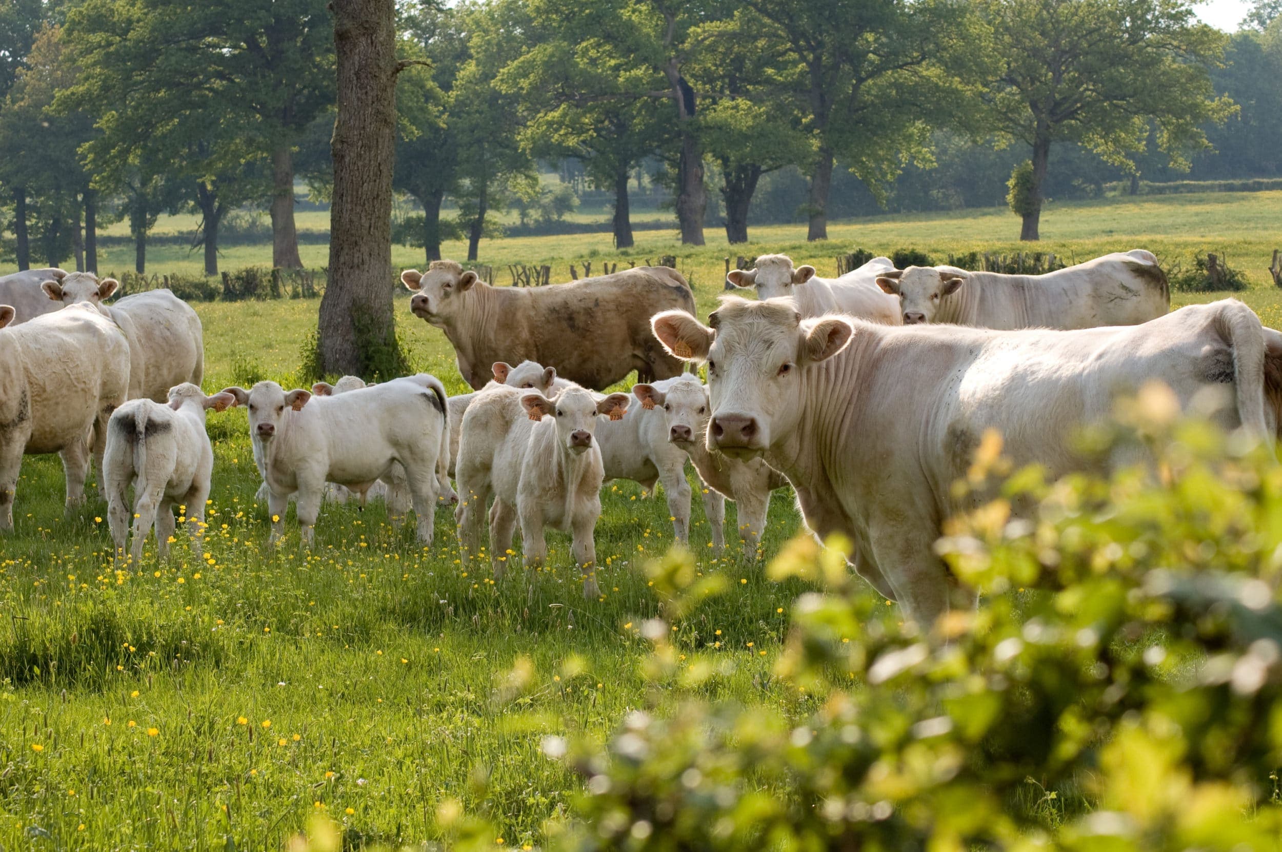 France Carbone Agri Association