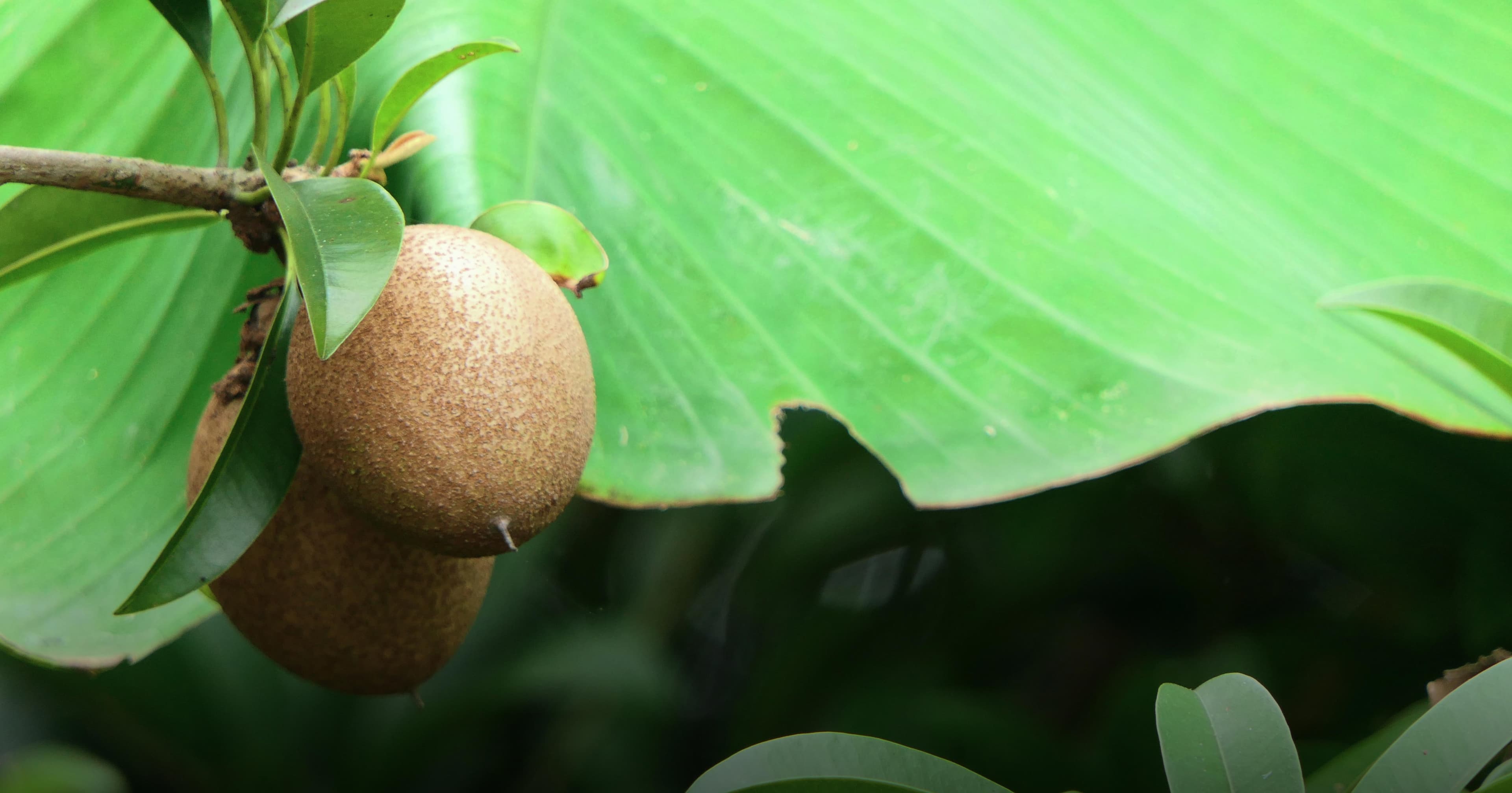 SCAAP Kiwi Fruits