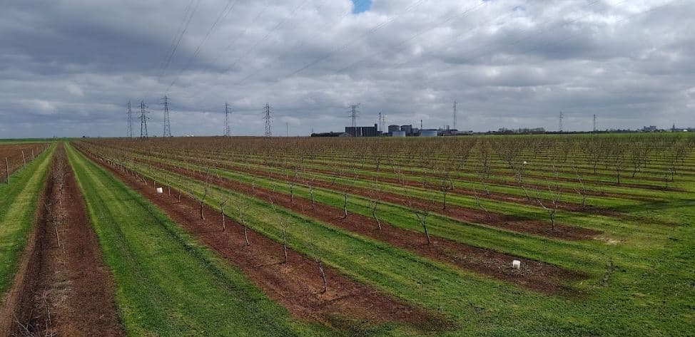 Plantation de noisetiers en Eure-et-Loir