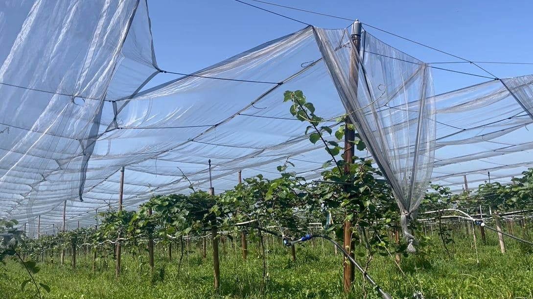 New orchard in Coarraze