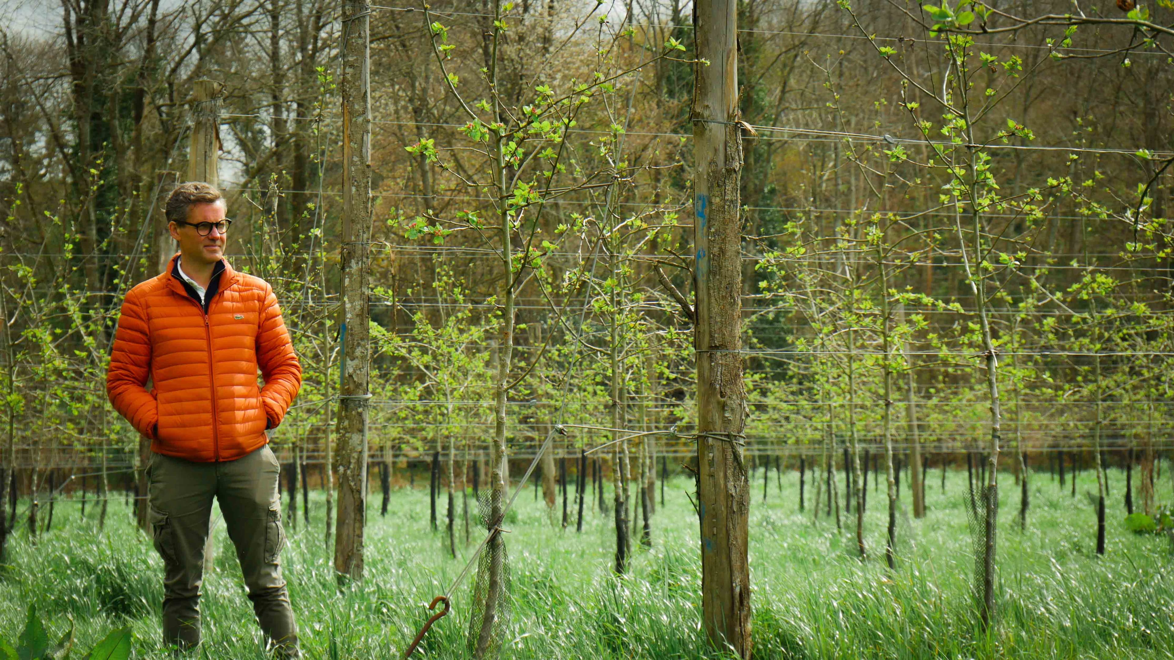 Extension of an organic apple orchard in Brittany