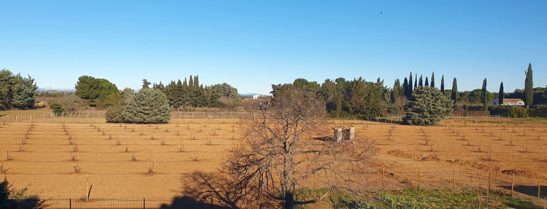 Création d'un verger d'Amandiers bio dans l'Hérault
