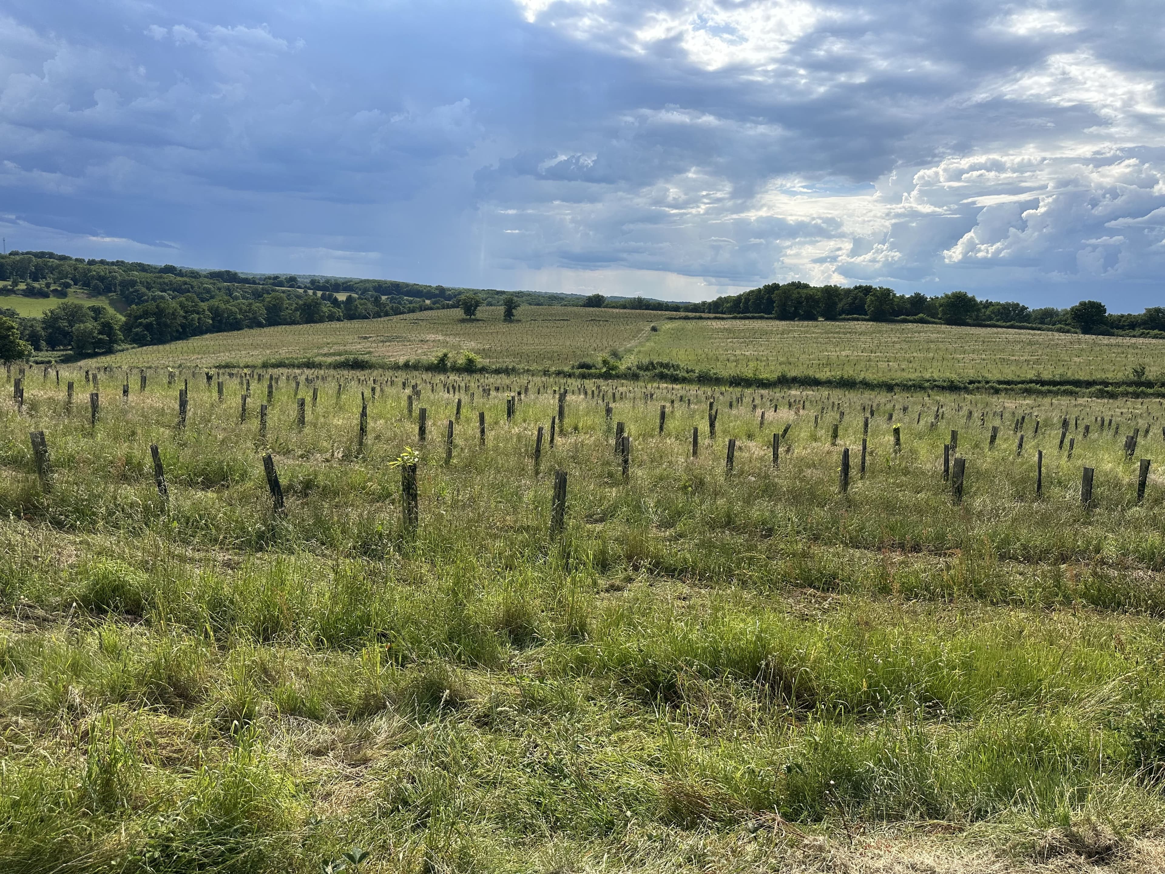 Création d'une forêt dans la Nièvre