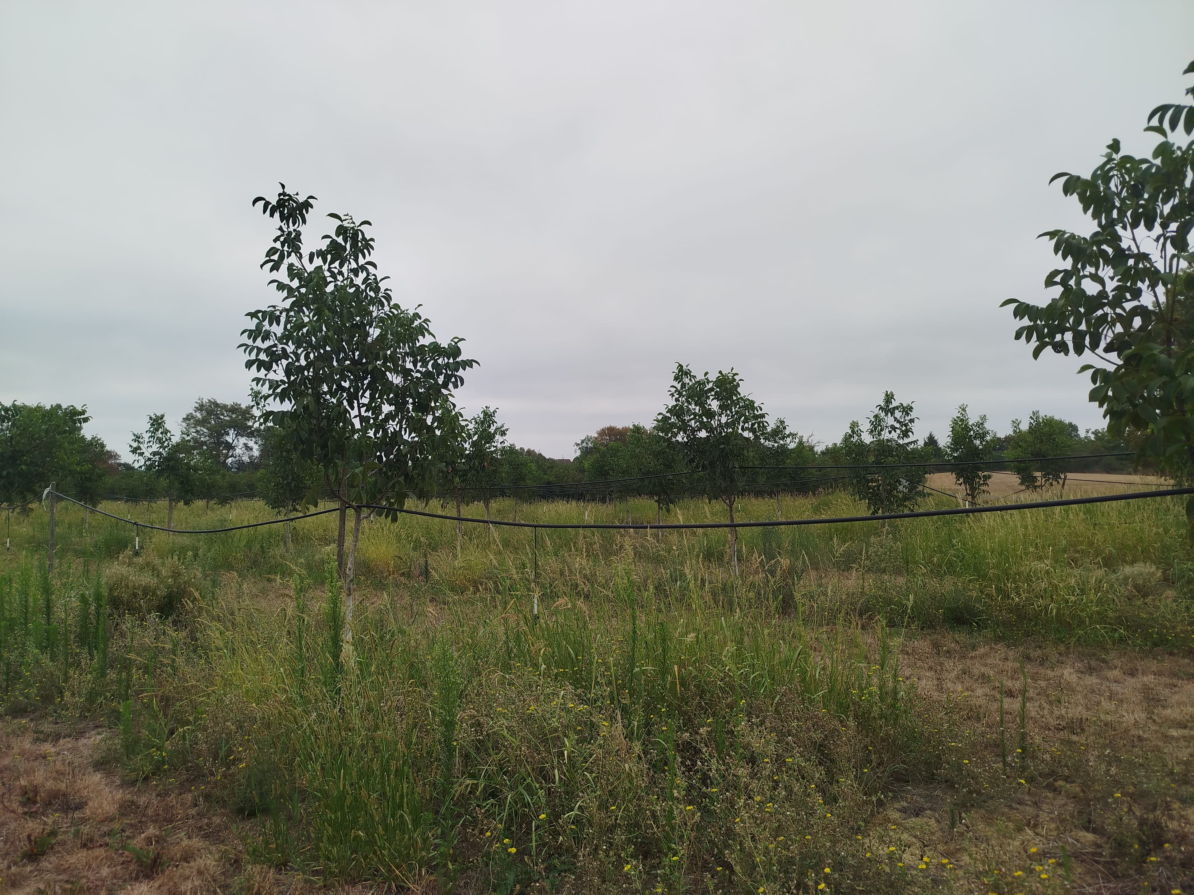 Plantation de pruniers et de noyers bio en Dordogne