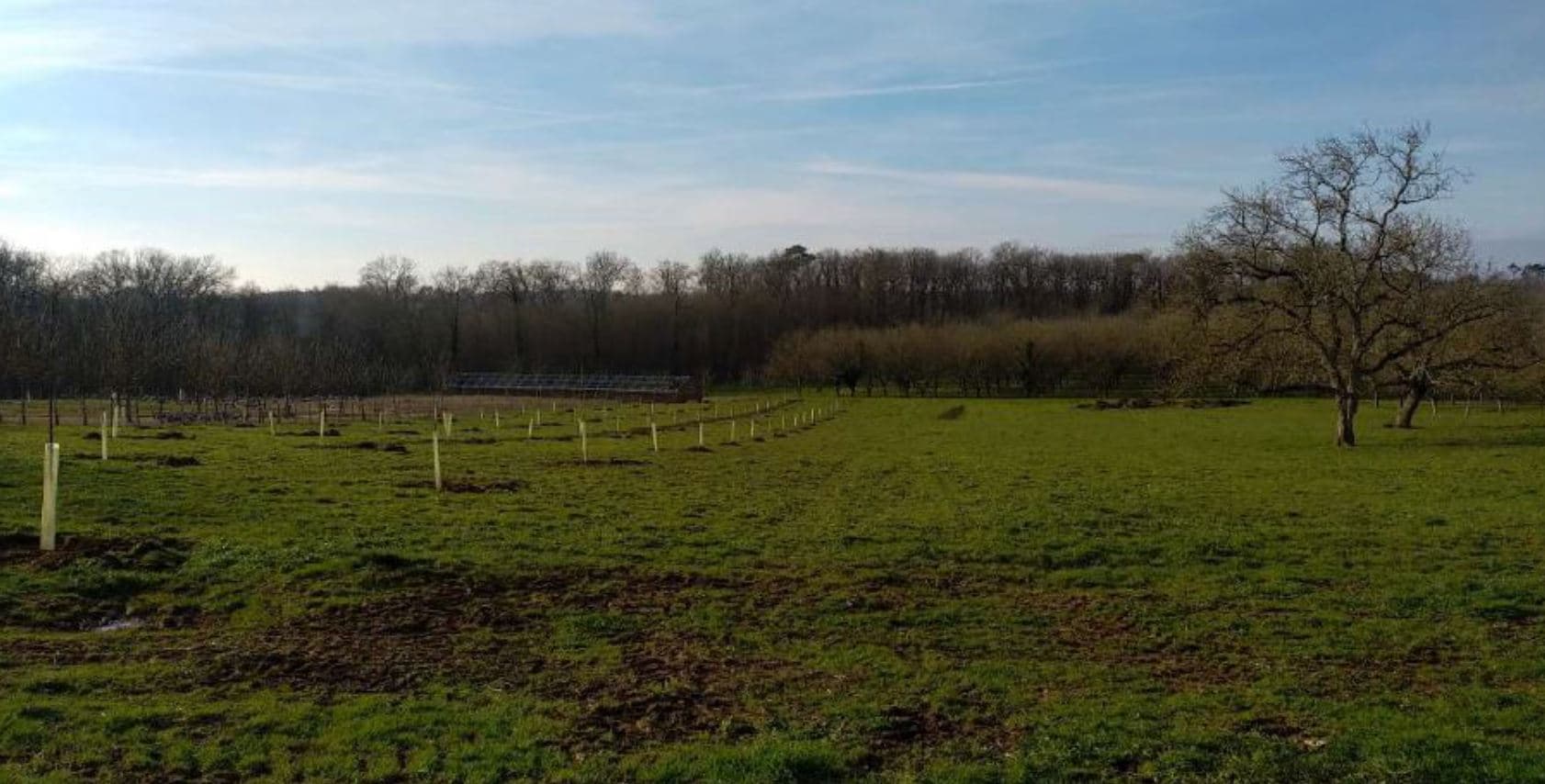 Plantation de 0,75 hectare de noyers à l'EARL Roussely