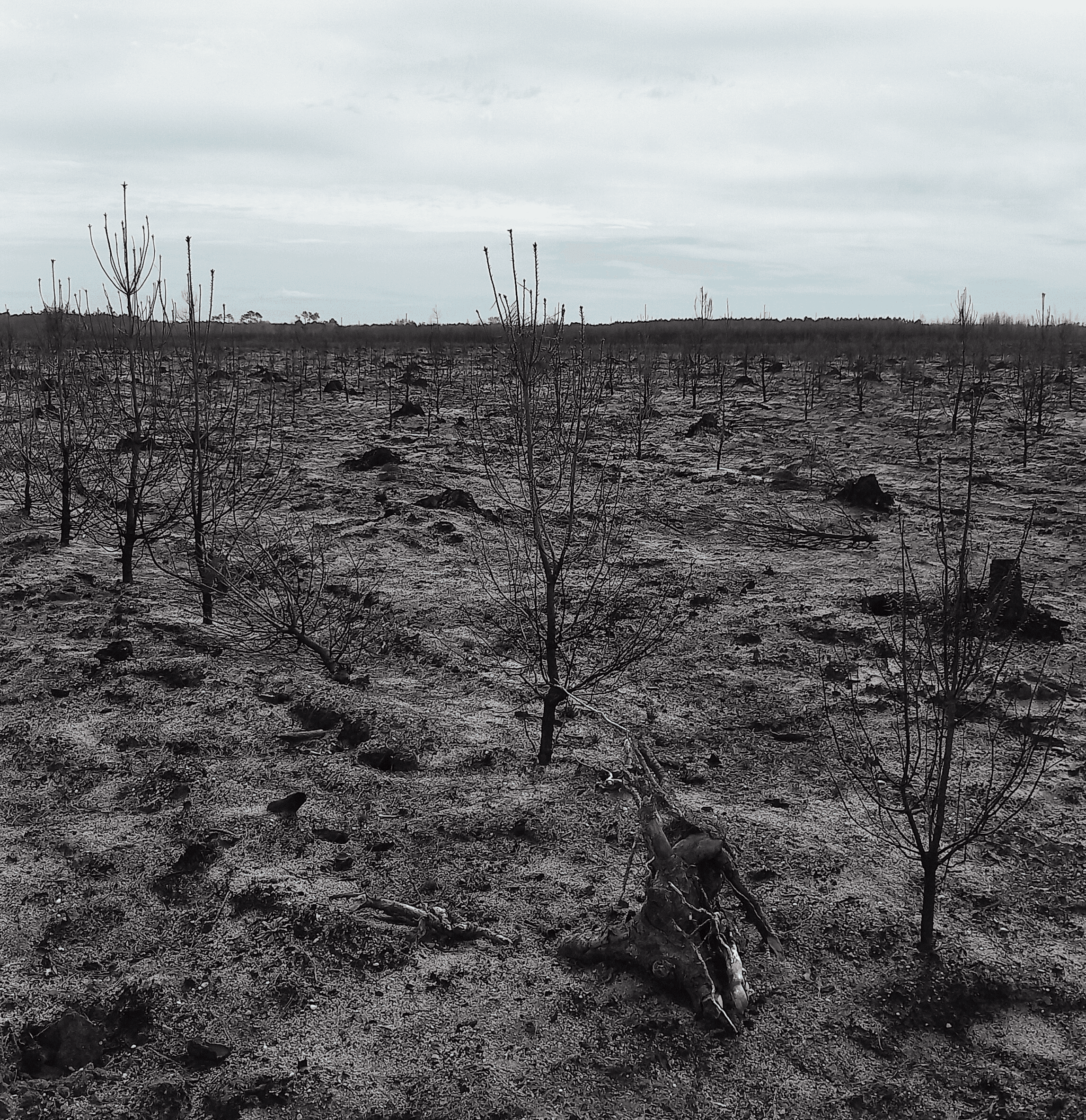 Reboisement de 3,21 hectares après un incendie à Belin-Béliet (33)