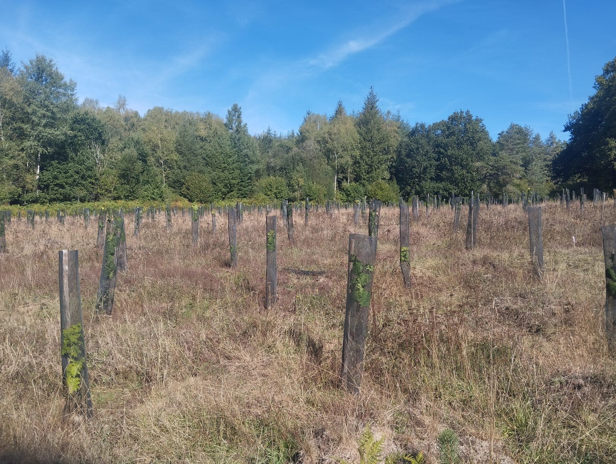 New diversified afforestation in Corrèze