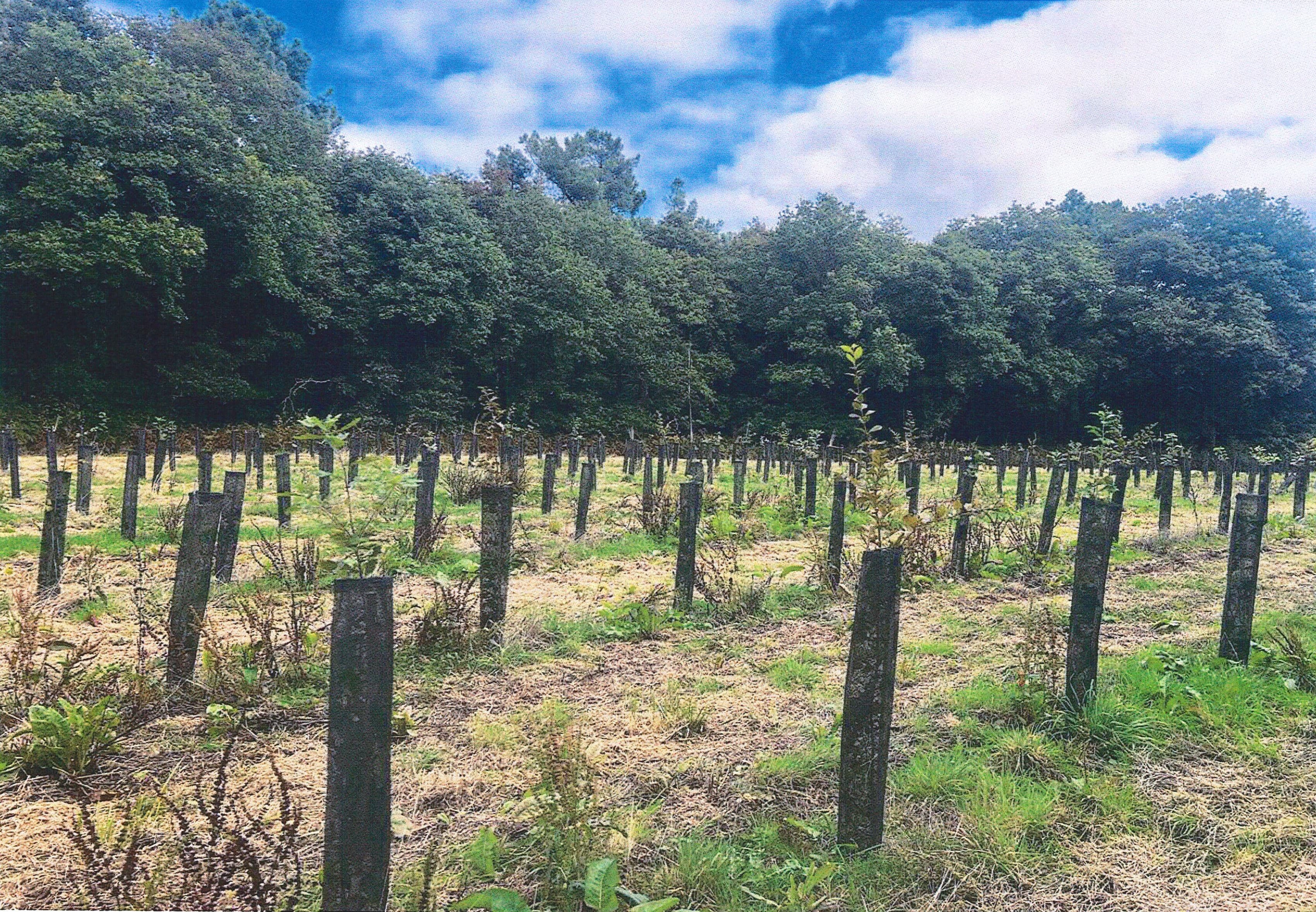 Creation of 13.45 hectares of forests in Loire-Atlantique