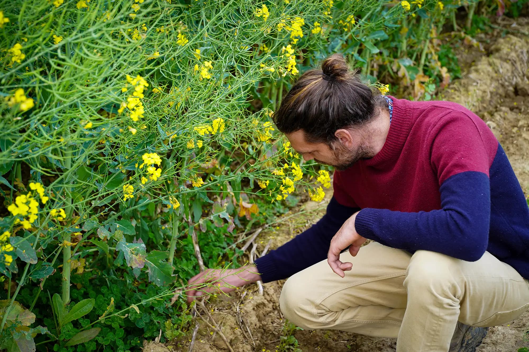 Nouvelles pratiques agricoles dans l'exploitation de Thomas Doutreluingne à Marolles