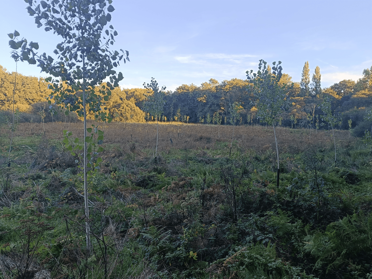 New afforestation in Morbihan