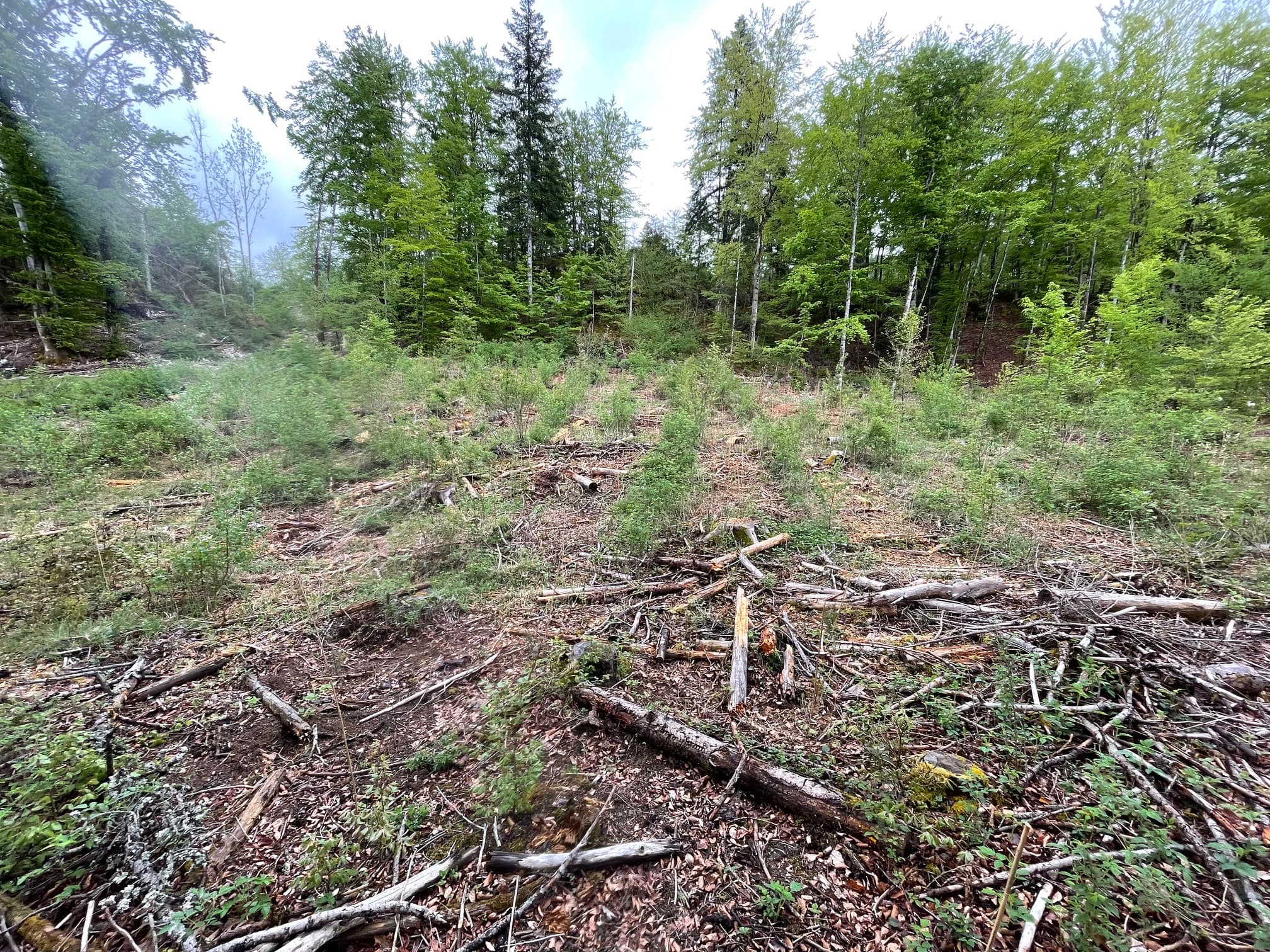 Reboisement de 4,3 hectares dans le Jura