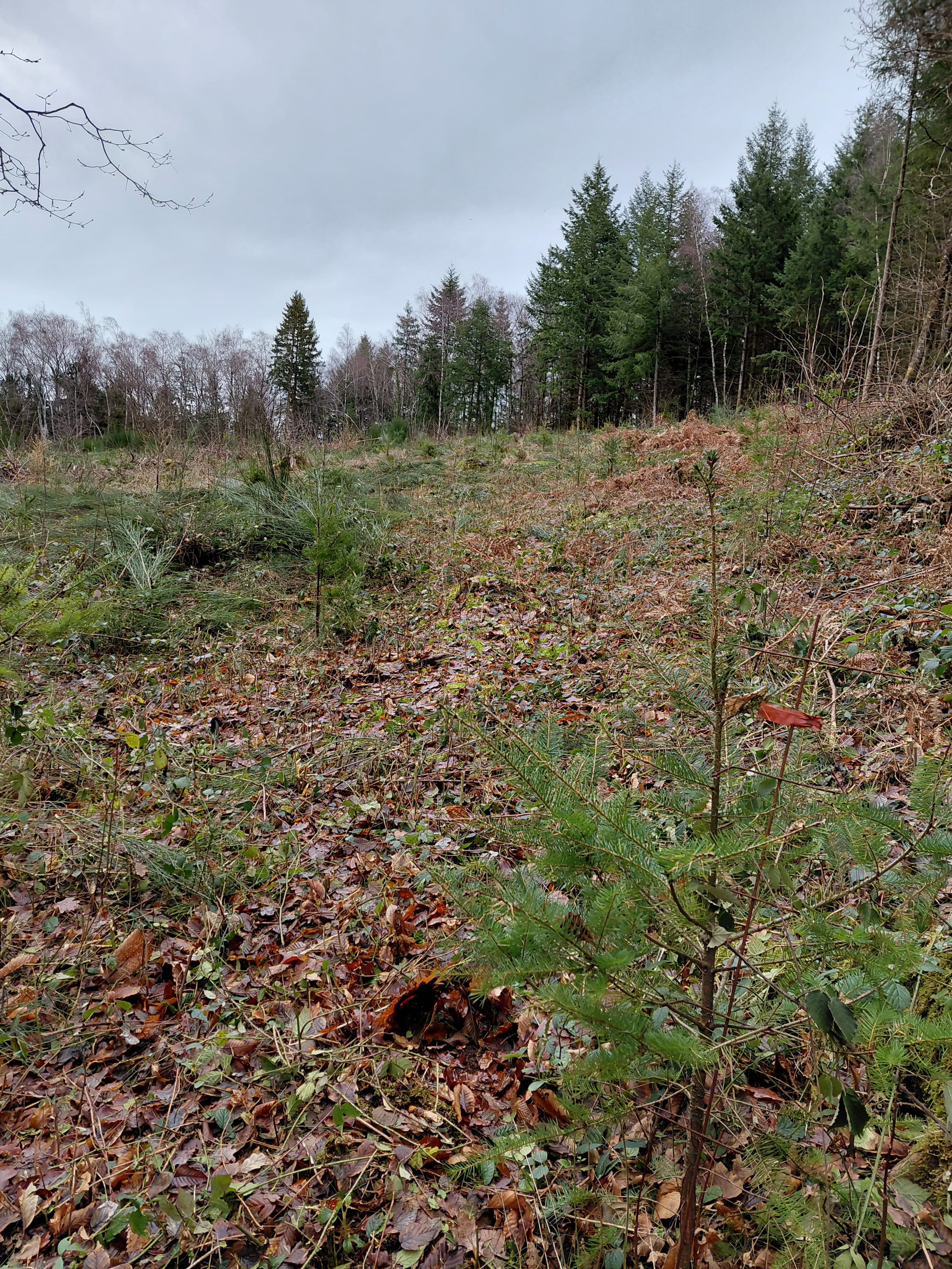 Restauration d'une forêt dégradée à Planchez