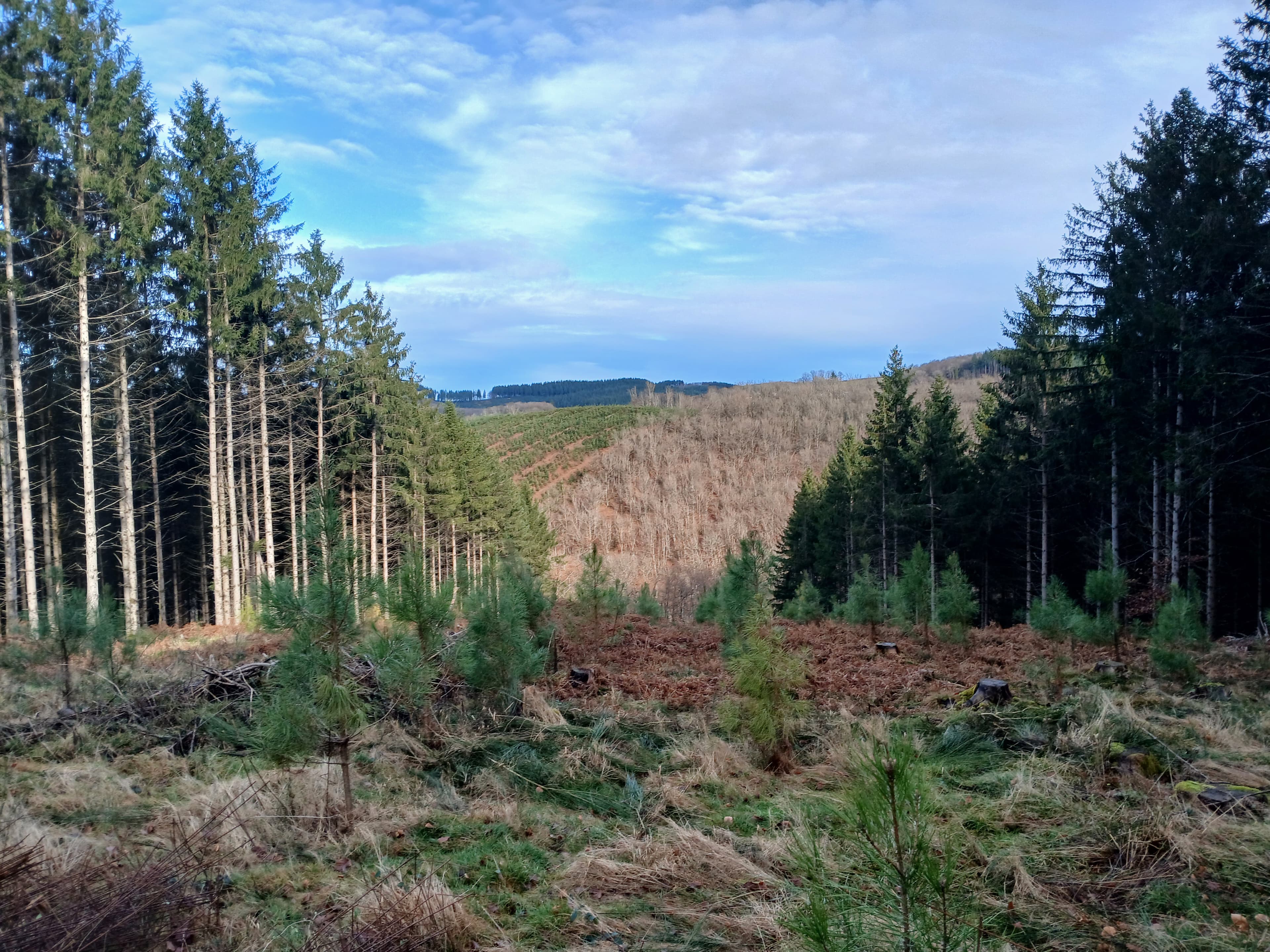 Renewal of a dying forest stand in Nièvre