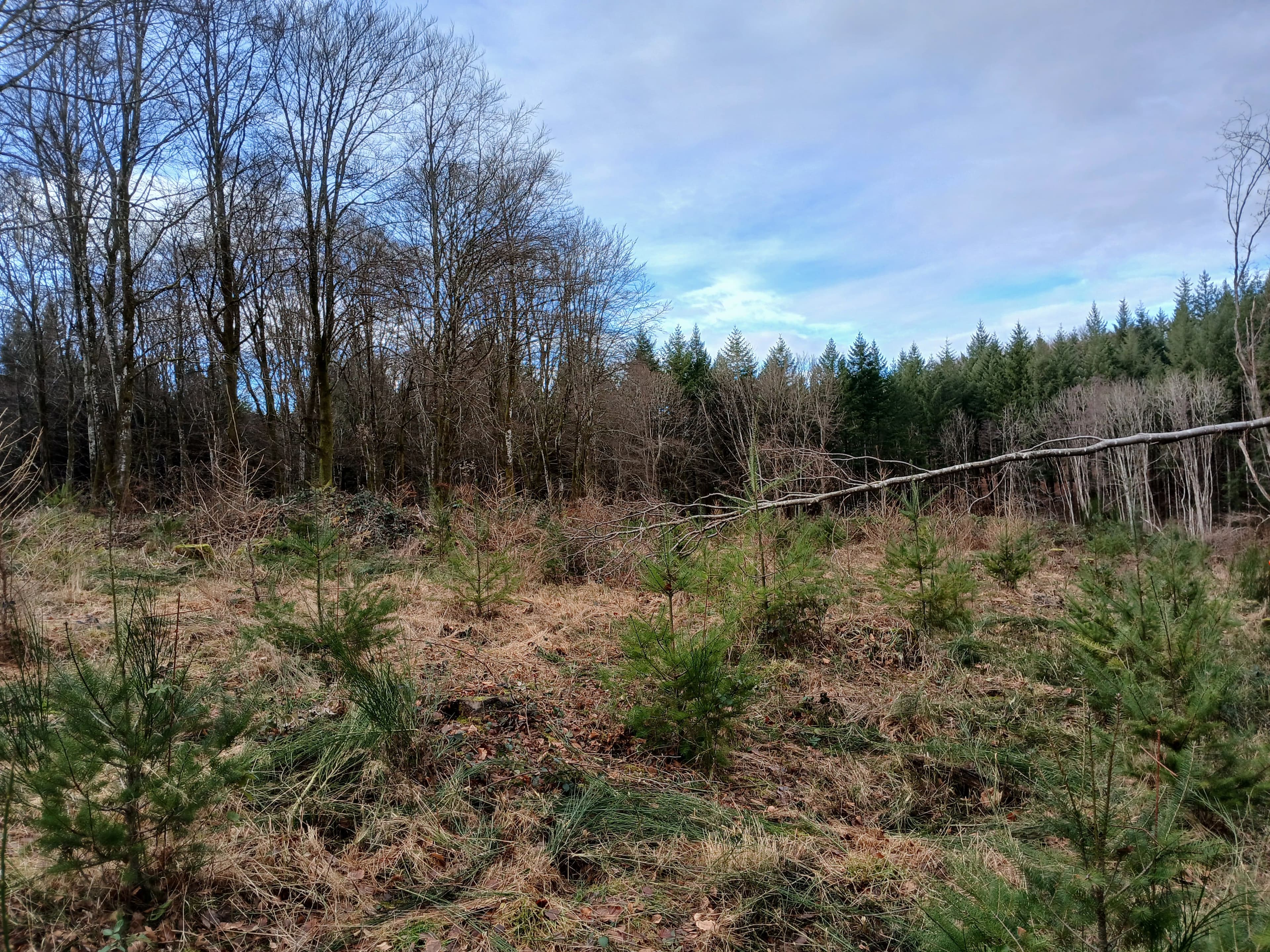 Reboisement d'1,82 hectare dans une forêt attaquée par les scolytes