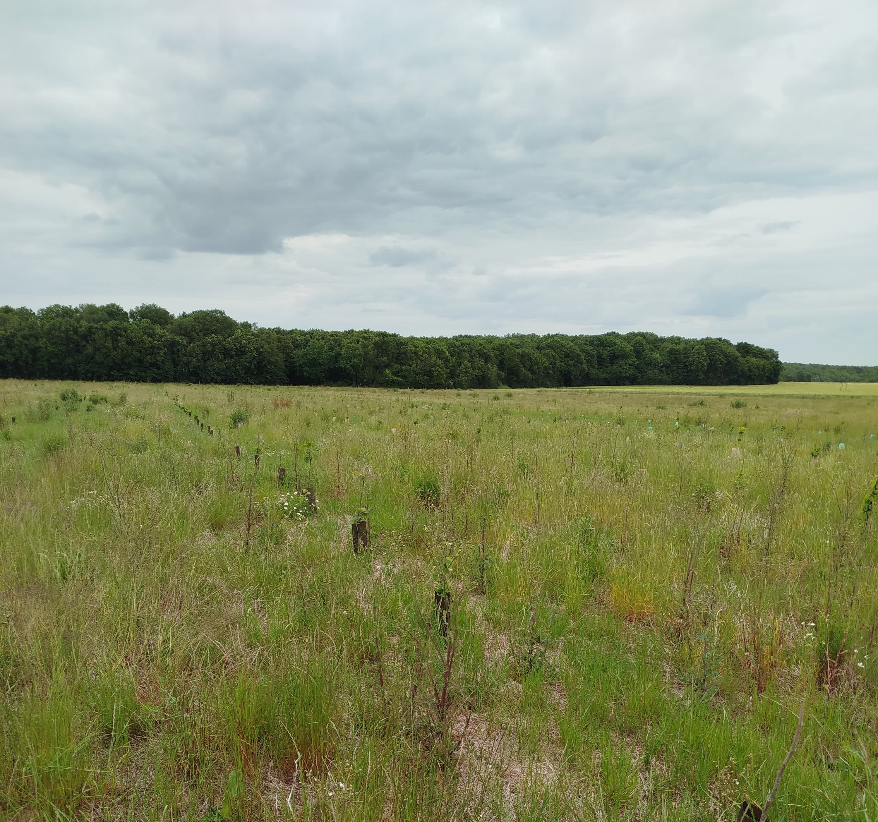 New orchard in Loir-et-Cher