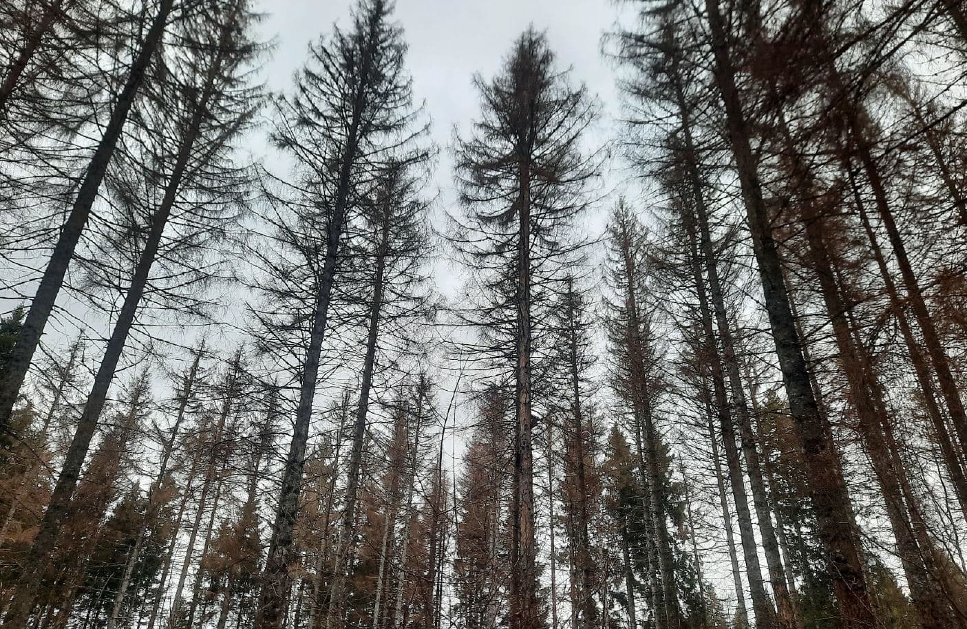 Reboisement de 2,37 hectares de forêt à Morbier