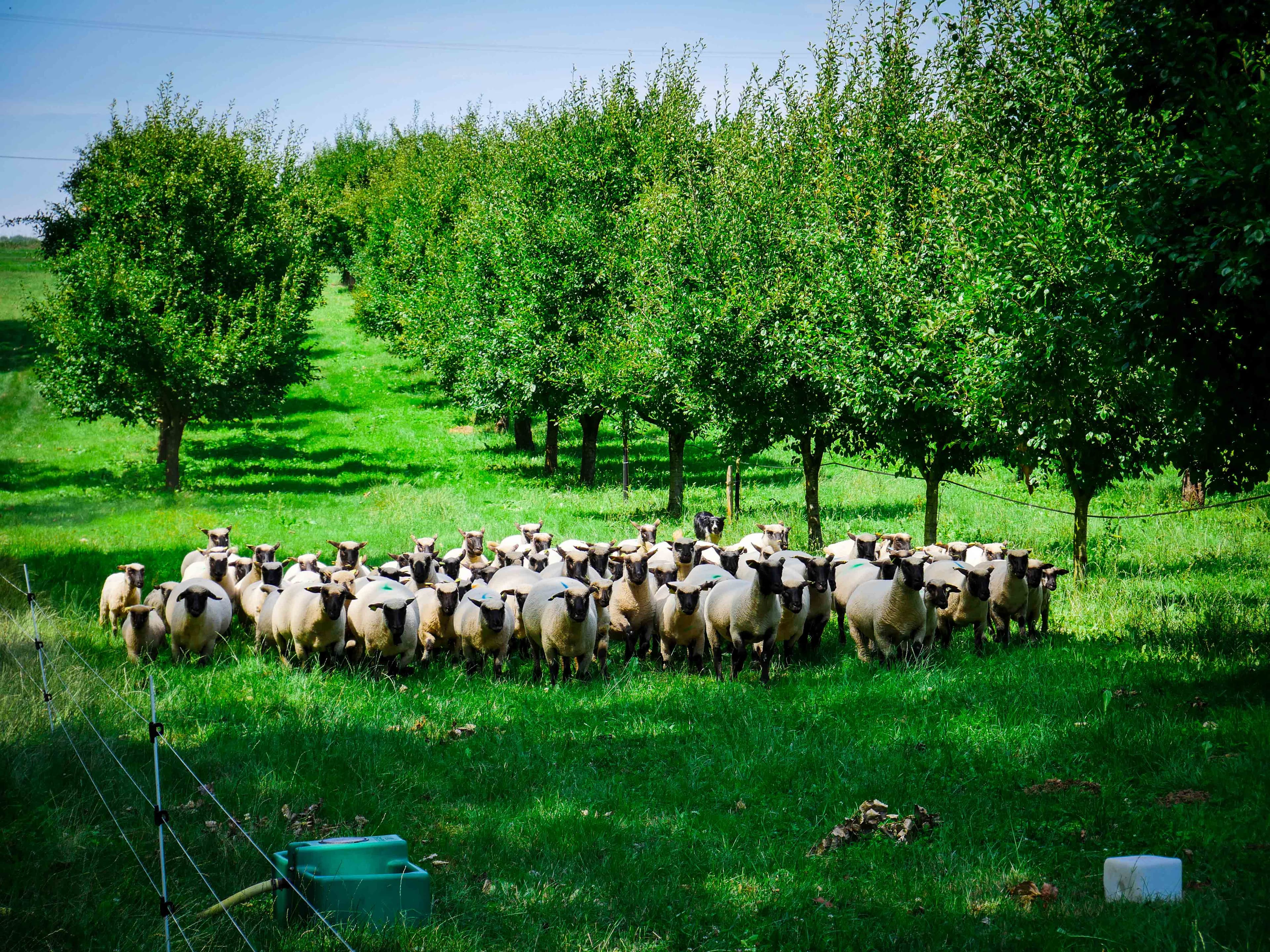 Extension of 2.7 hectares of a chestnut orchard