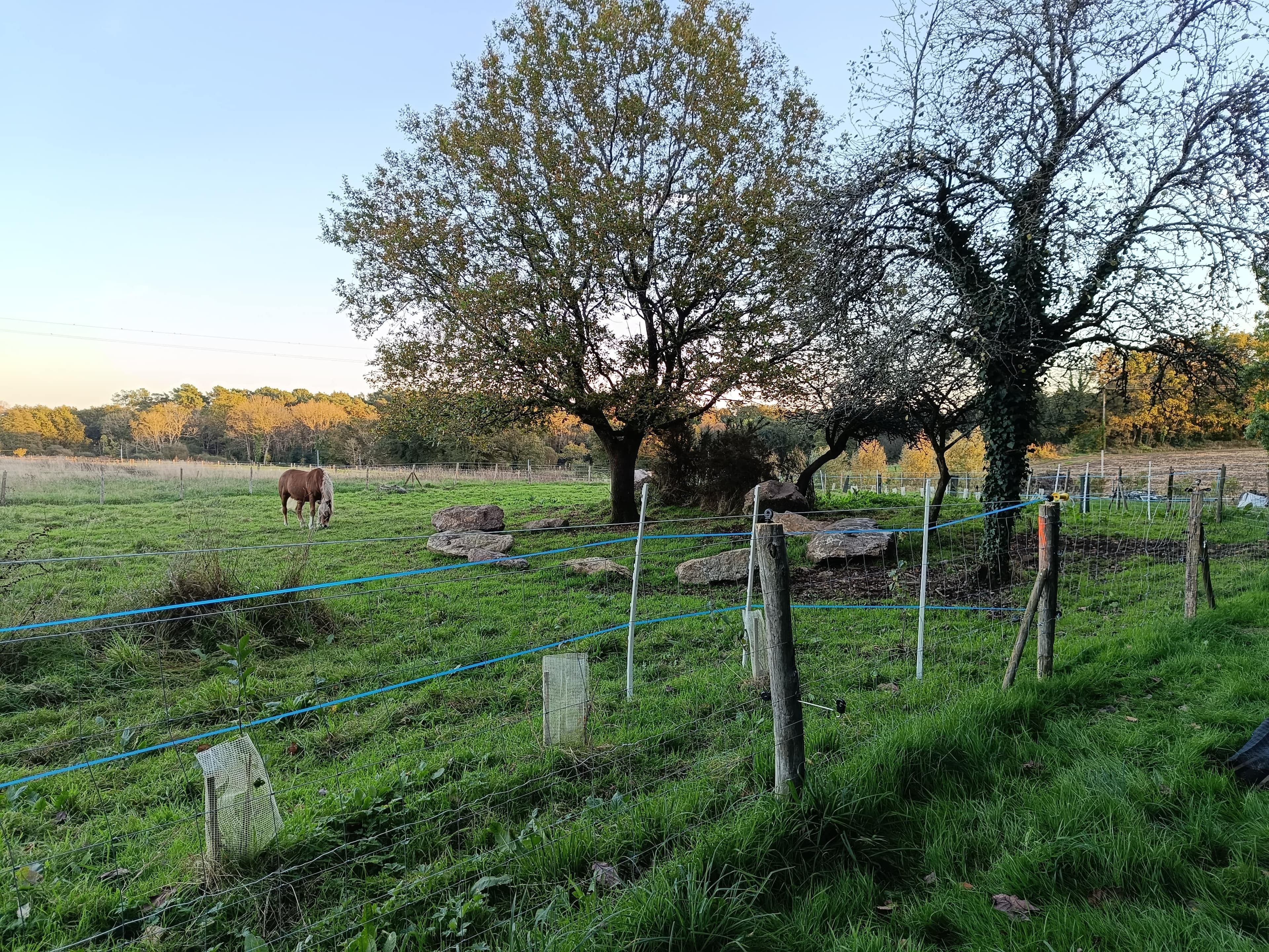 Extension de haies champêtres à la SCI Terre d'Illich