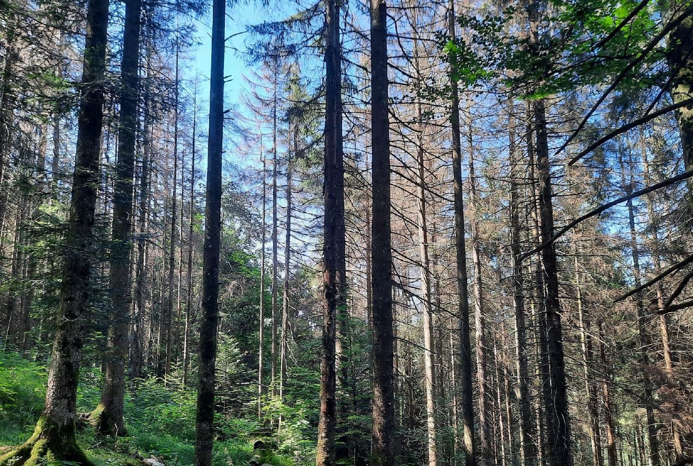 Plantation de 1,66 hectare pour restaurer une forêt scolytée à Morbier