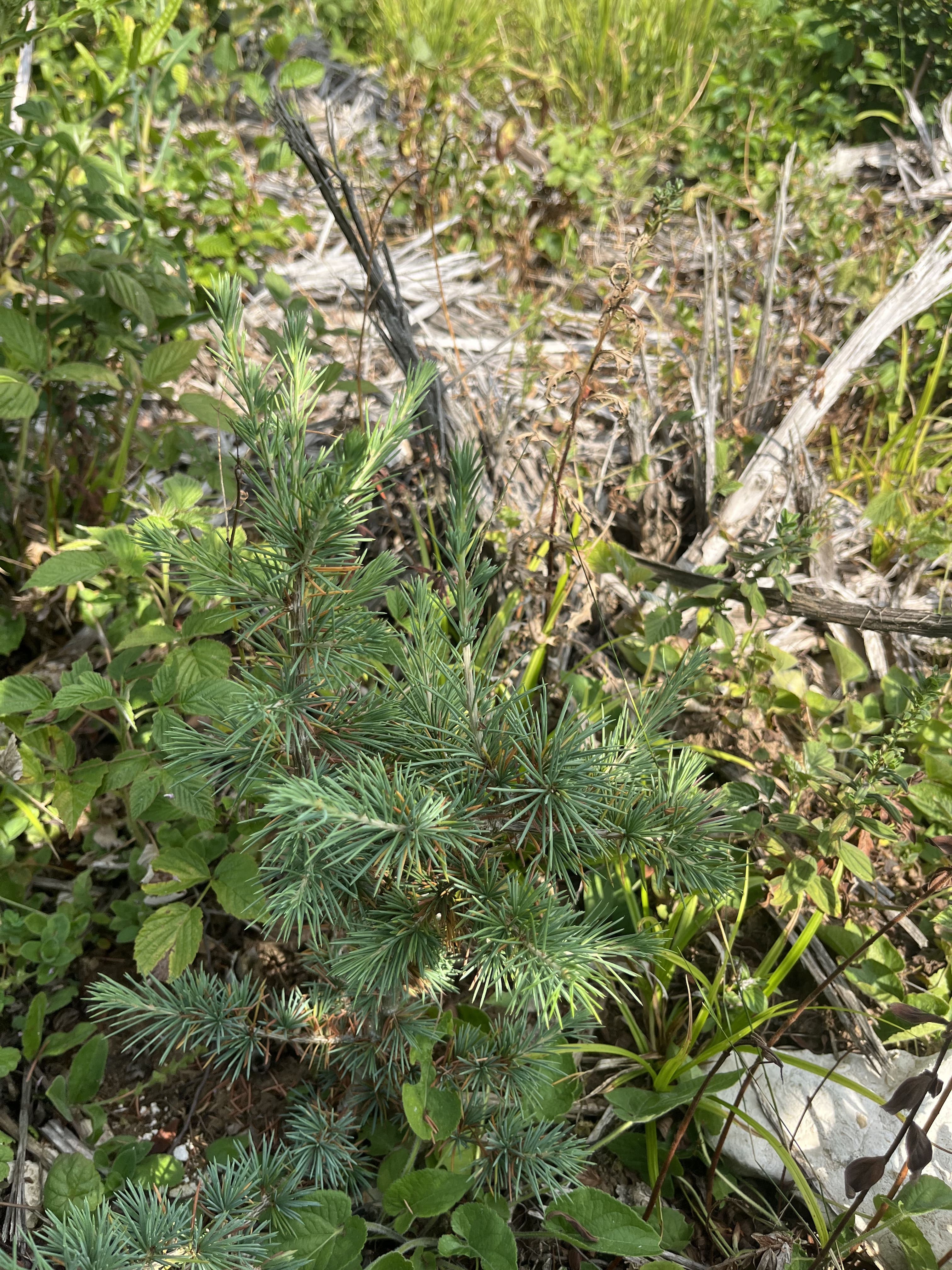 Reforestation of 35.9 ha to restore a schistose forest in Meuse