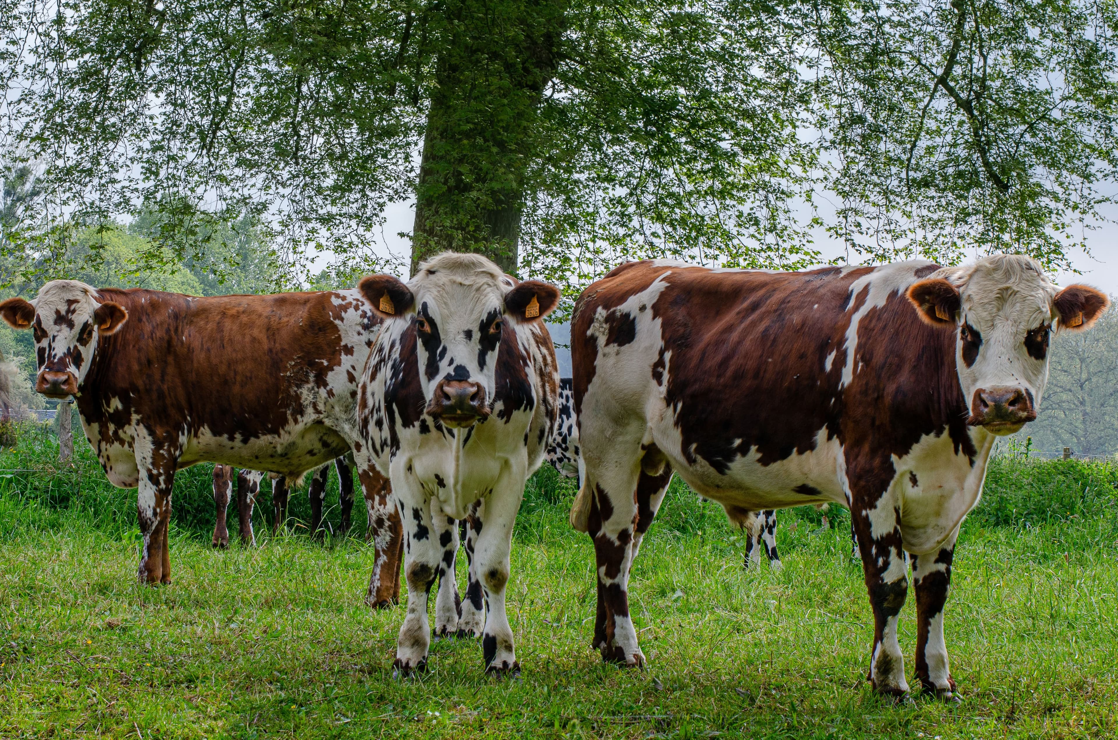 Projet Ecométhane dans le Calvados
