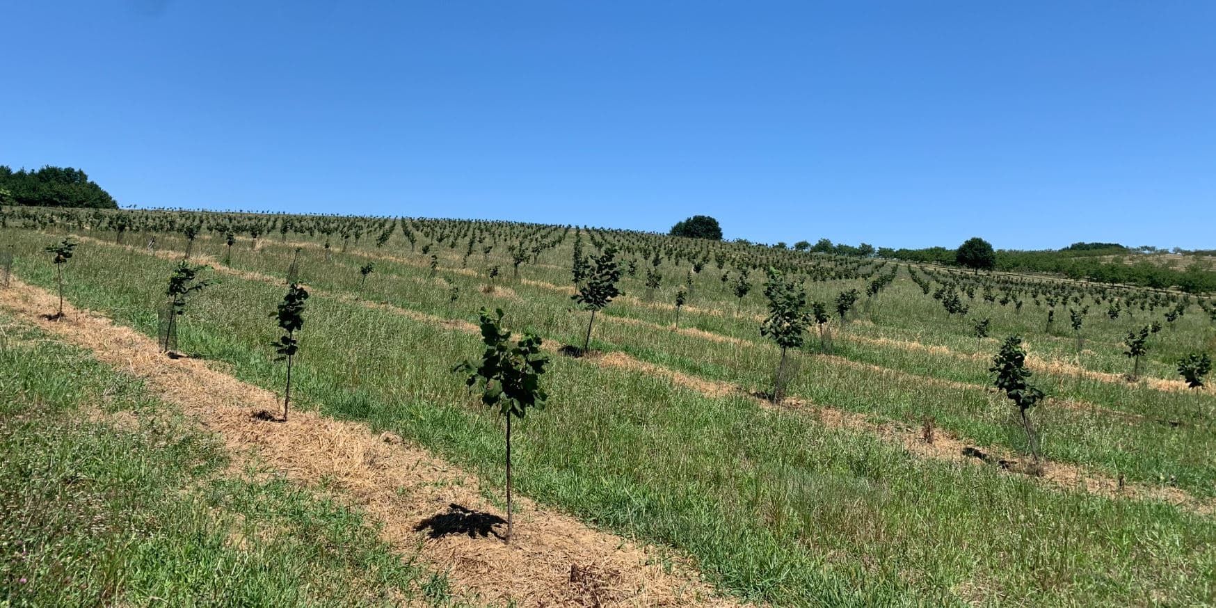 New hazelnut orchards at EARL Martinet