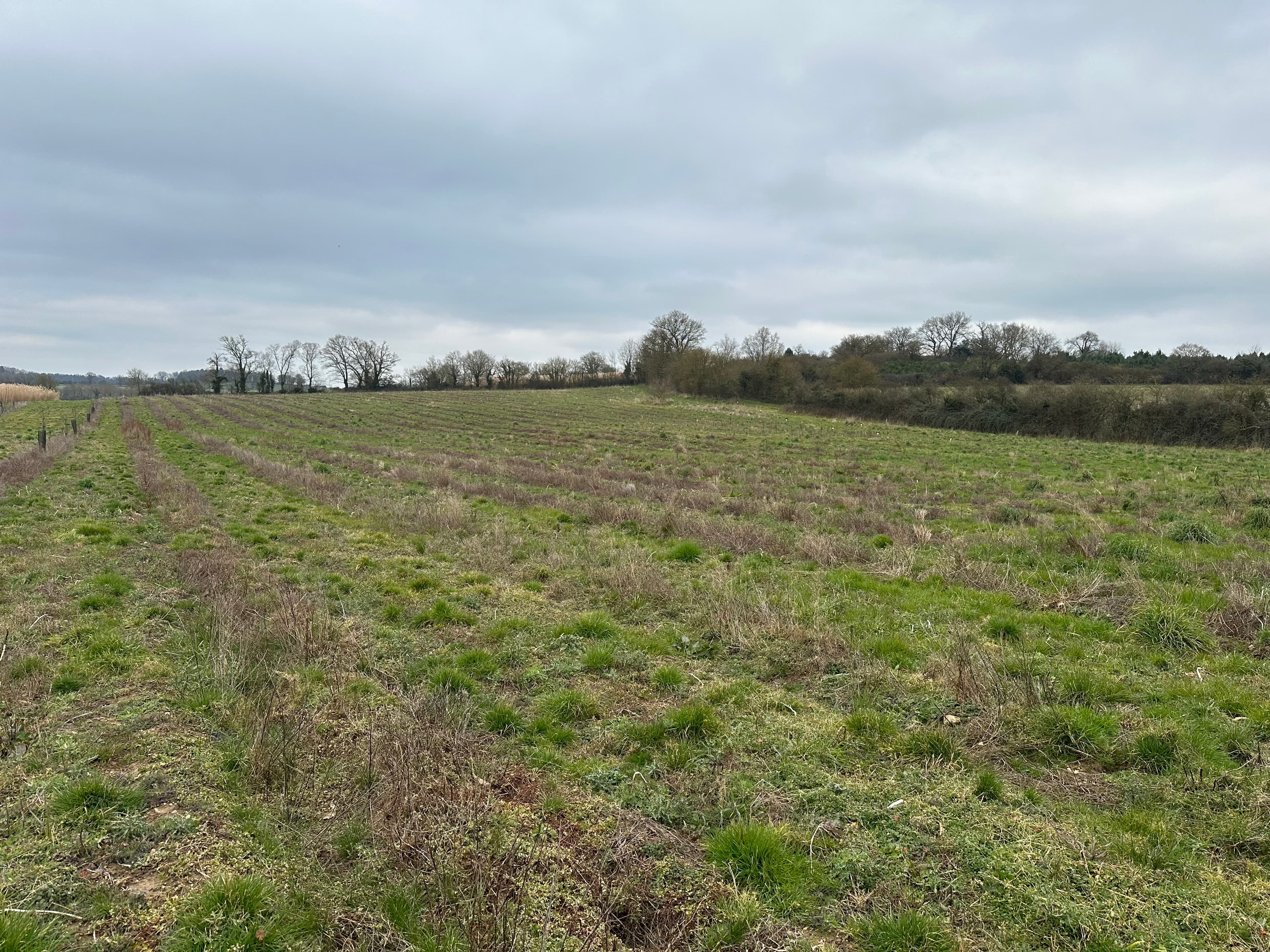 Nouveau boisement diversifié à Val d'Erdre-Auxence