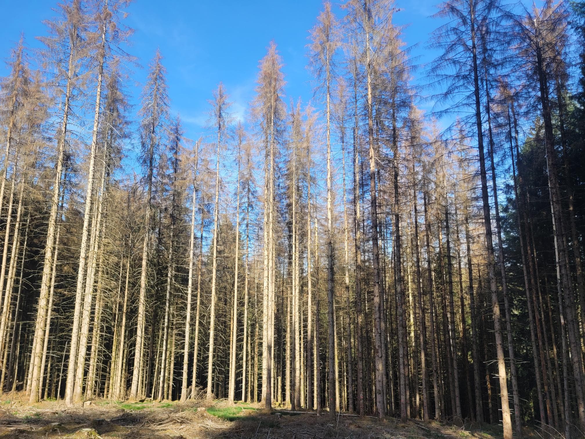 Reboisement pour restaurer une forêt scolytée à Aubaine