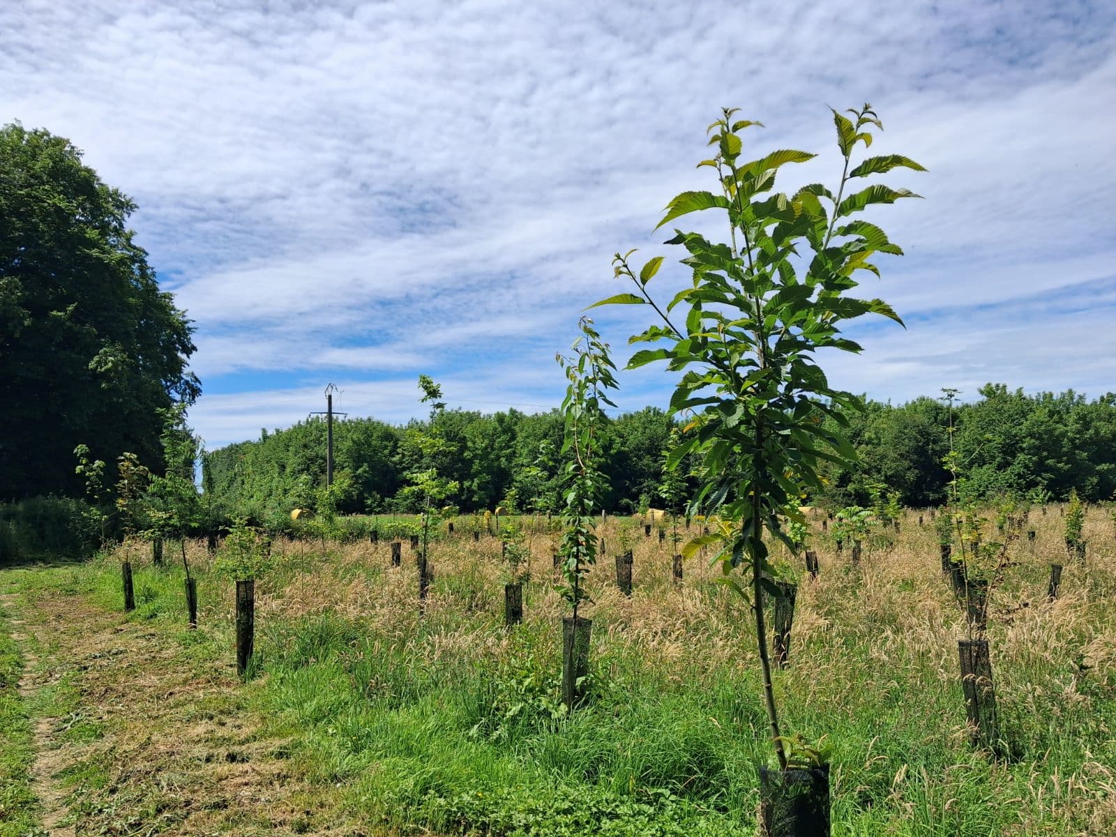 Nouveau boisement diversifié à Ablainzevelle