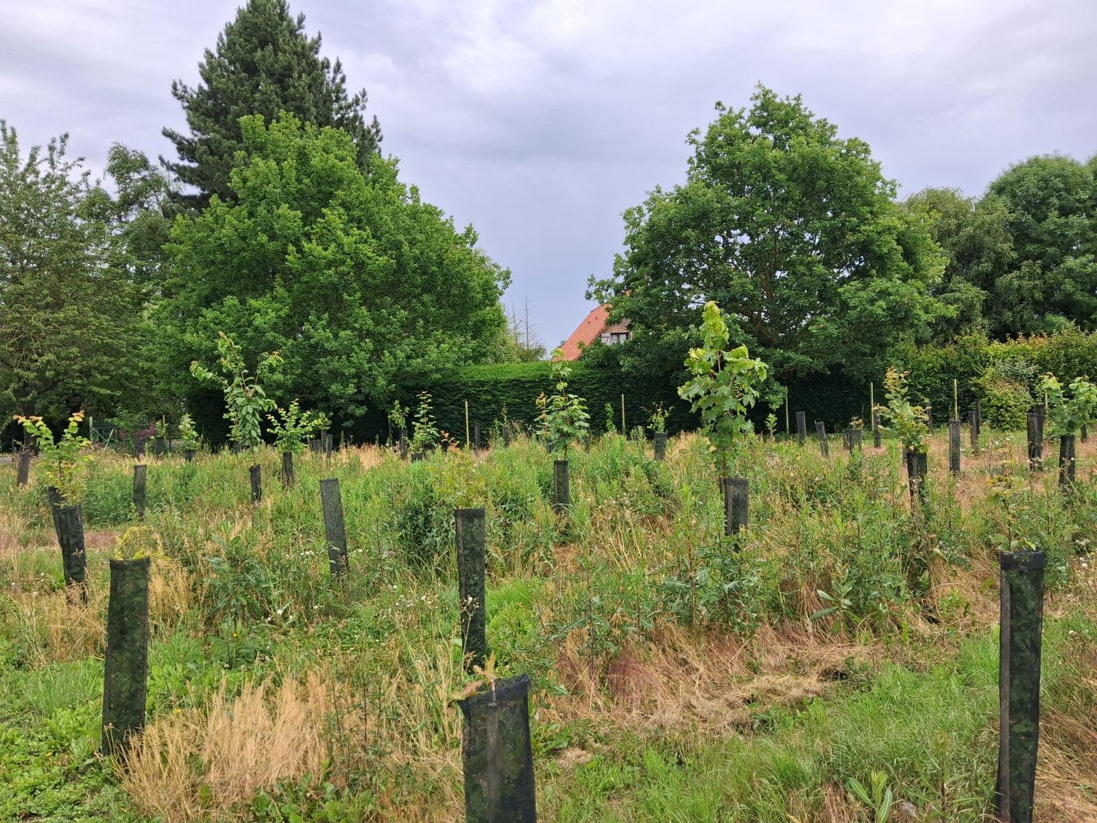 Boisement de terres agricoles dans le Pas-de-Calais