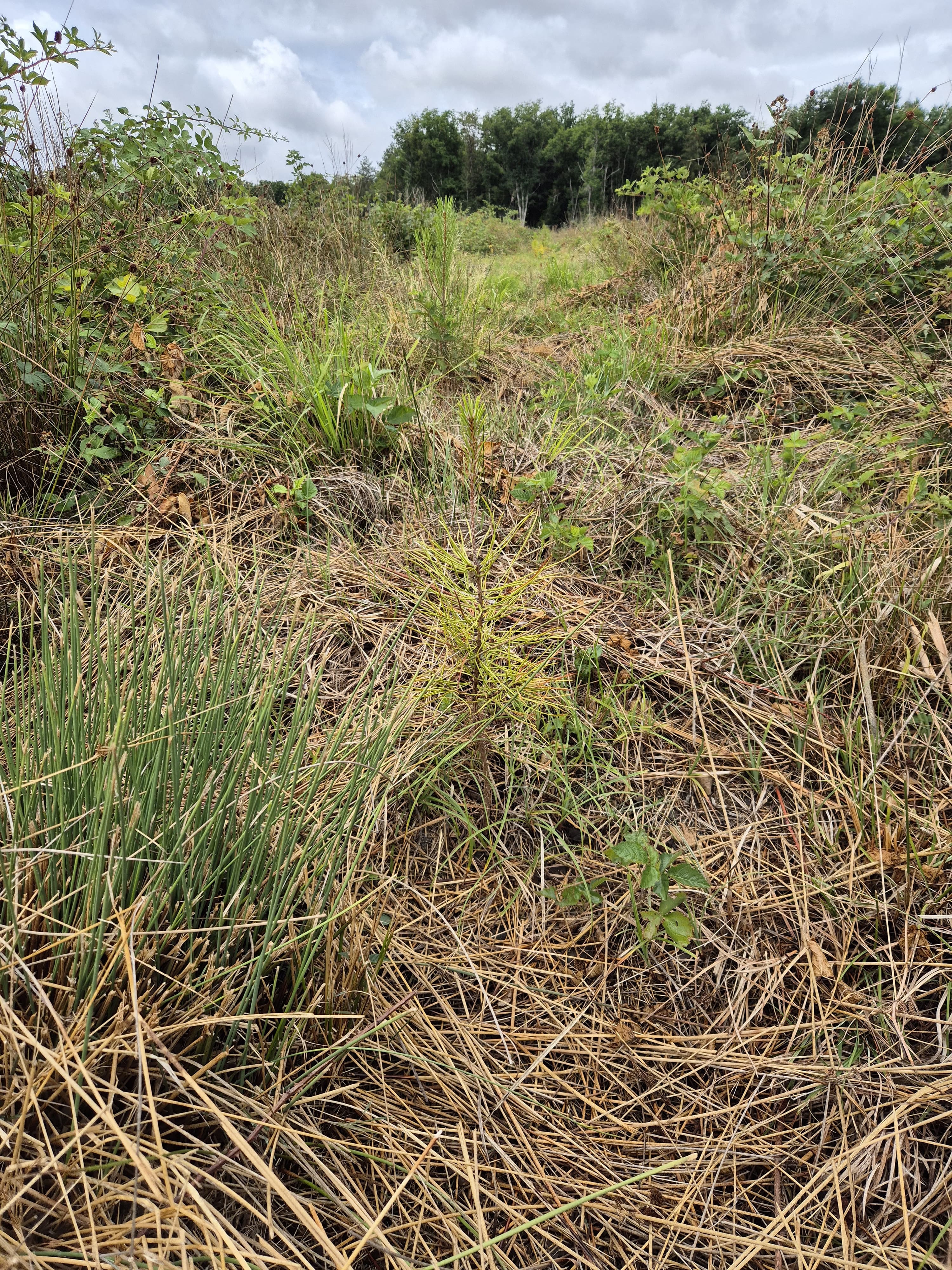 Reboisement d'une forêt dépérissante dans le Cher