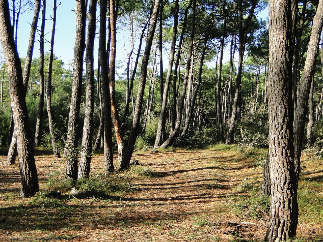 Reboisement de 12,19 hectares de forêts incendiées à Belin-Béliet