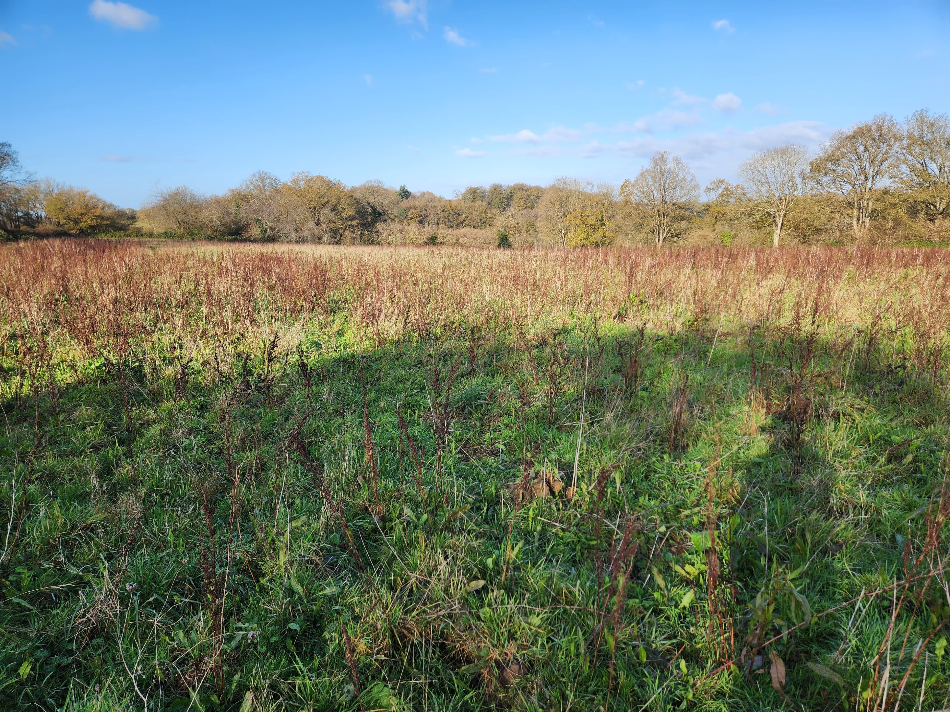 New diversified afforestation in Montsûrs