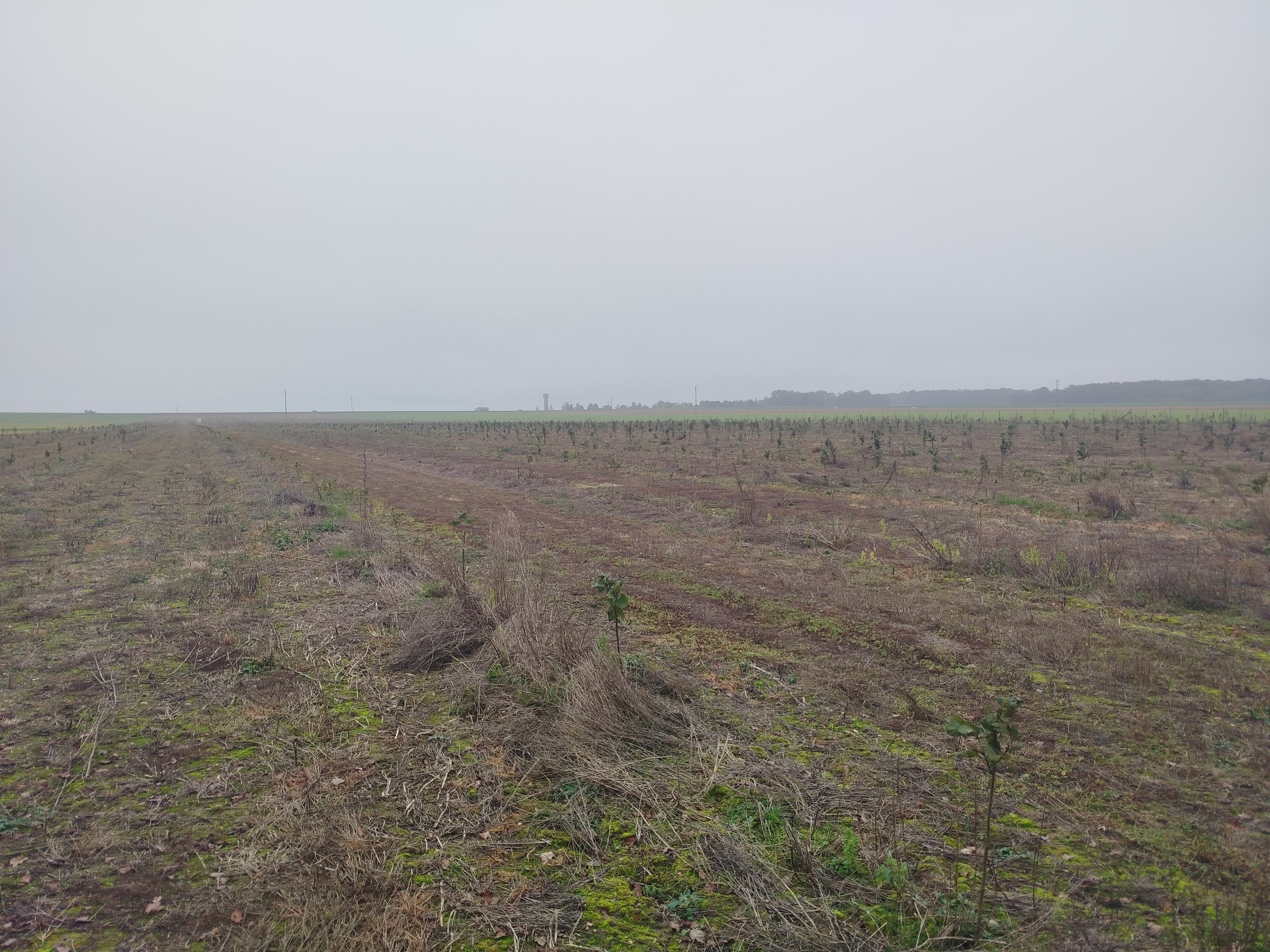 Nouveaux vergers de noisetiers à la SCEA Novo Agri