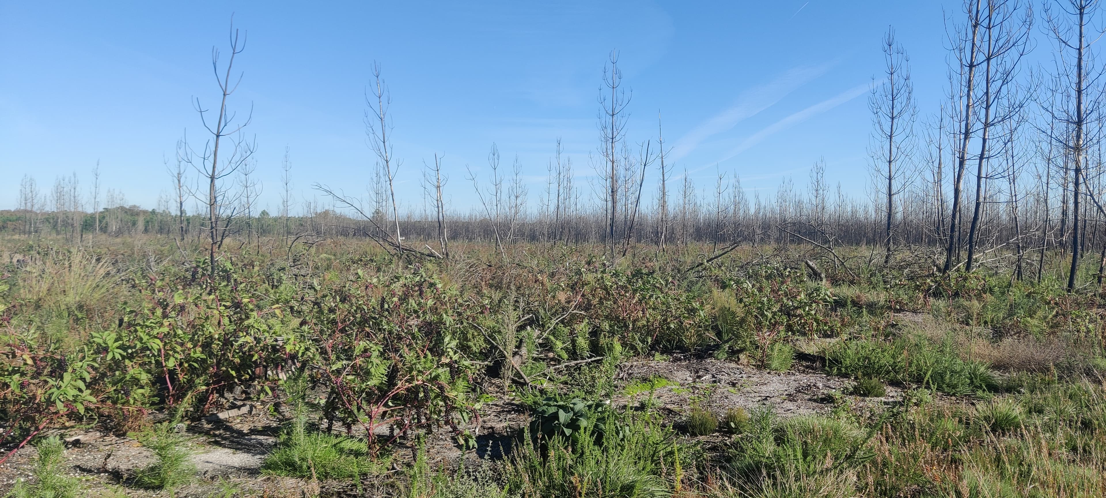 Reboisement de 46,52 hectares de forêts incendiées à Saint-Magne