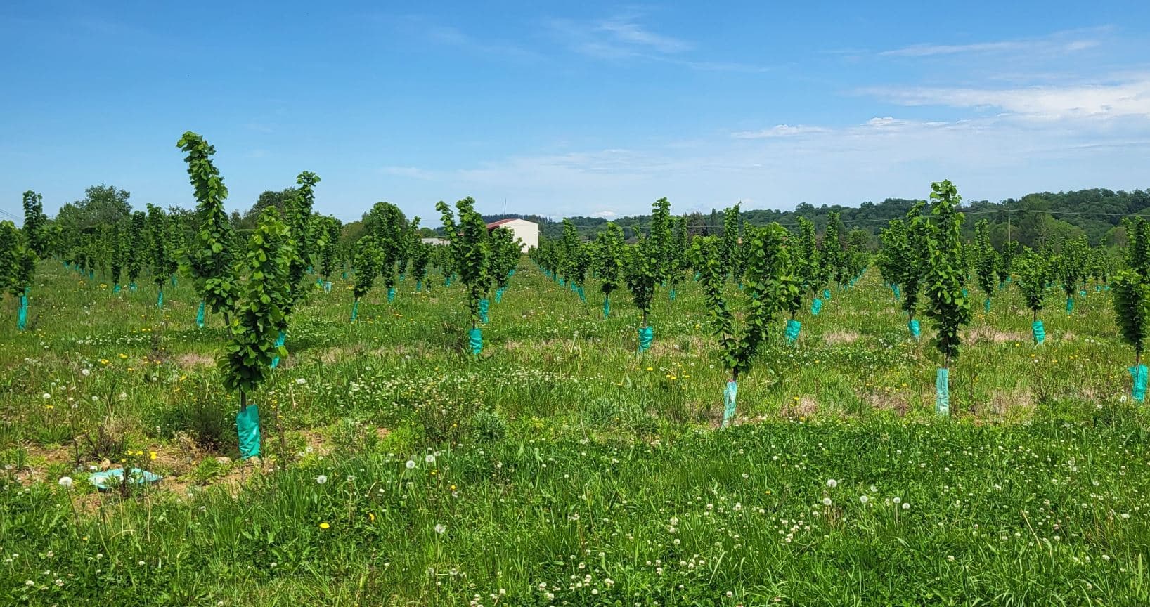 Nouvelle plantation de noisetiers à Bernadets-Debat