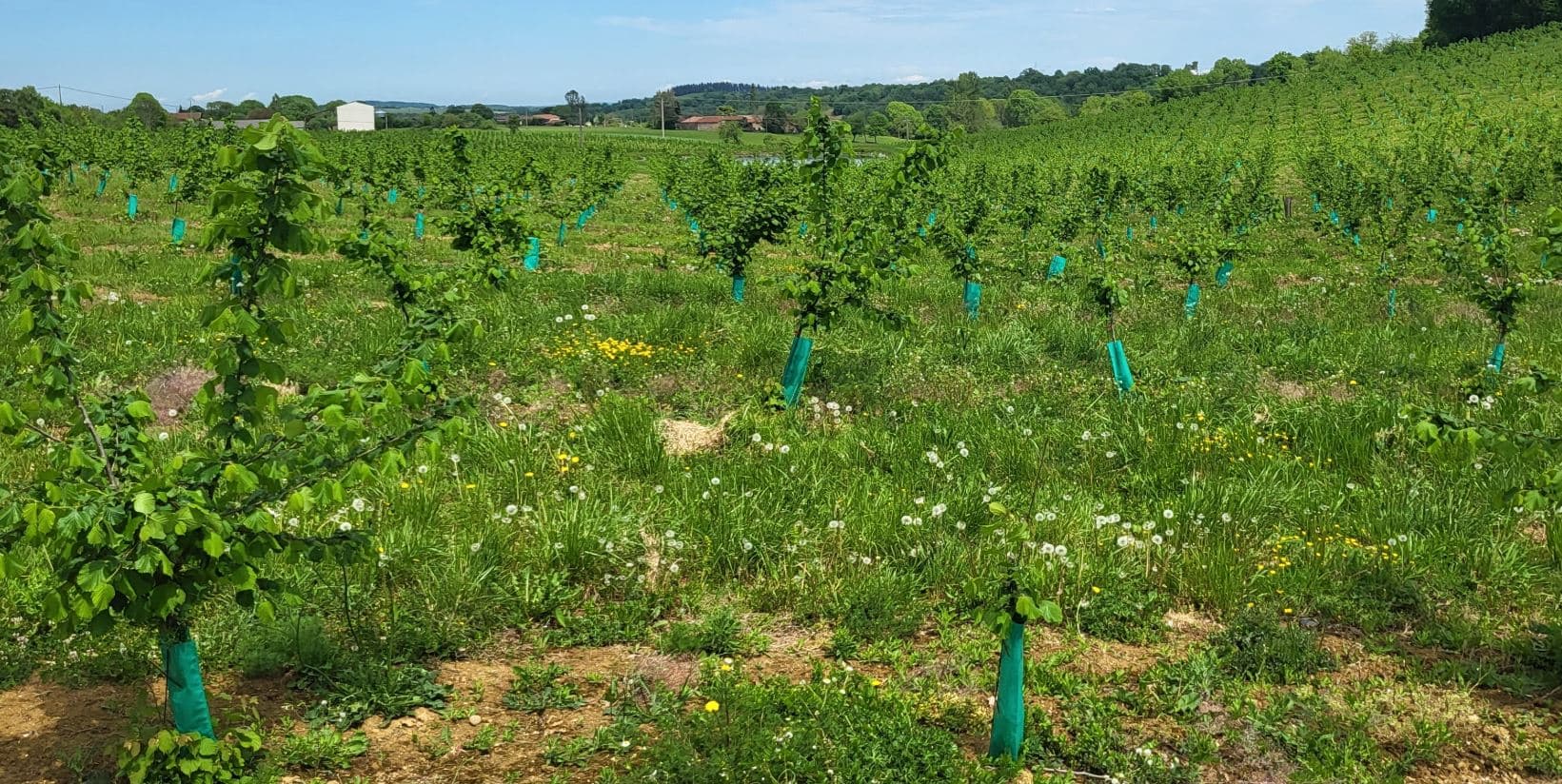 Plantation de noisetiers à la SCEA Sainte Marie