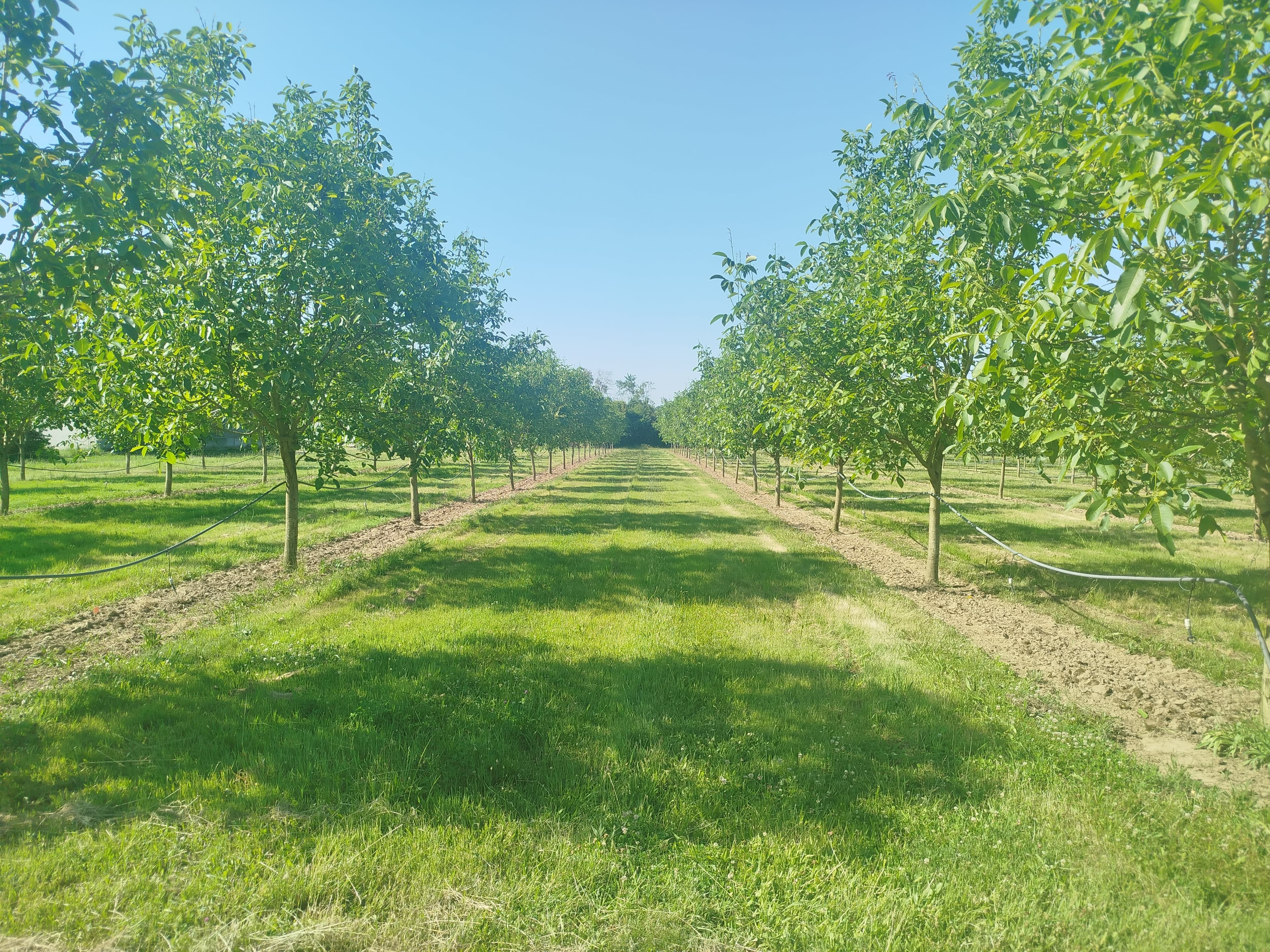 Plantation de noyers à Lamothe-Montravel
