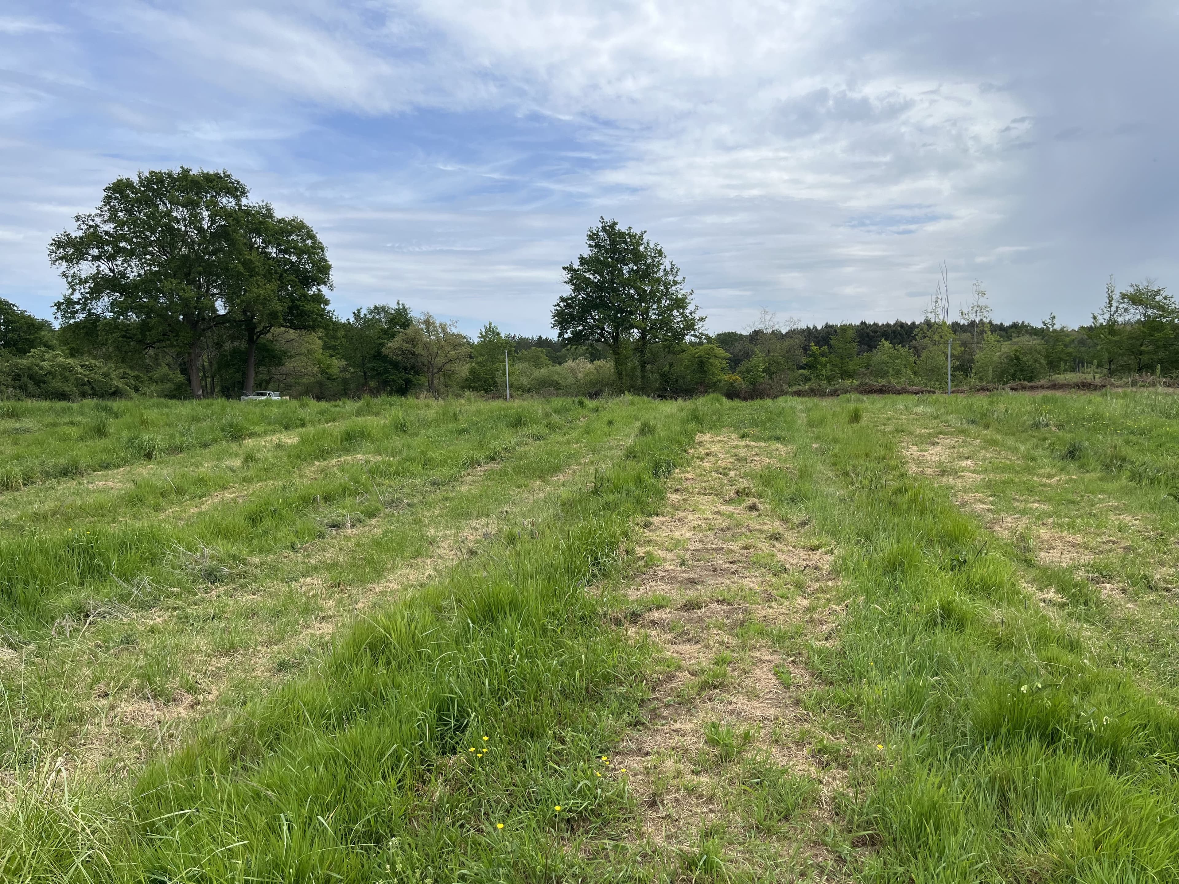 Création de 3,88 hectares de forêts à Baugé-en-Anjou