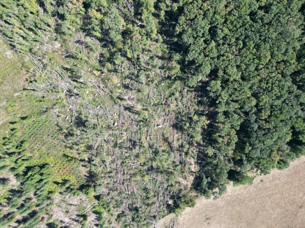 Reforestation after a storm in Marcilly-la-Gueurce