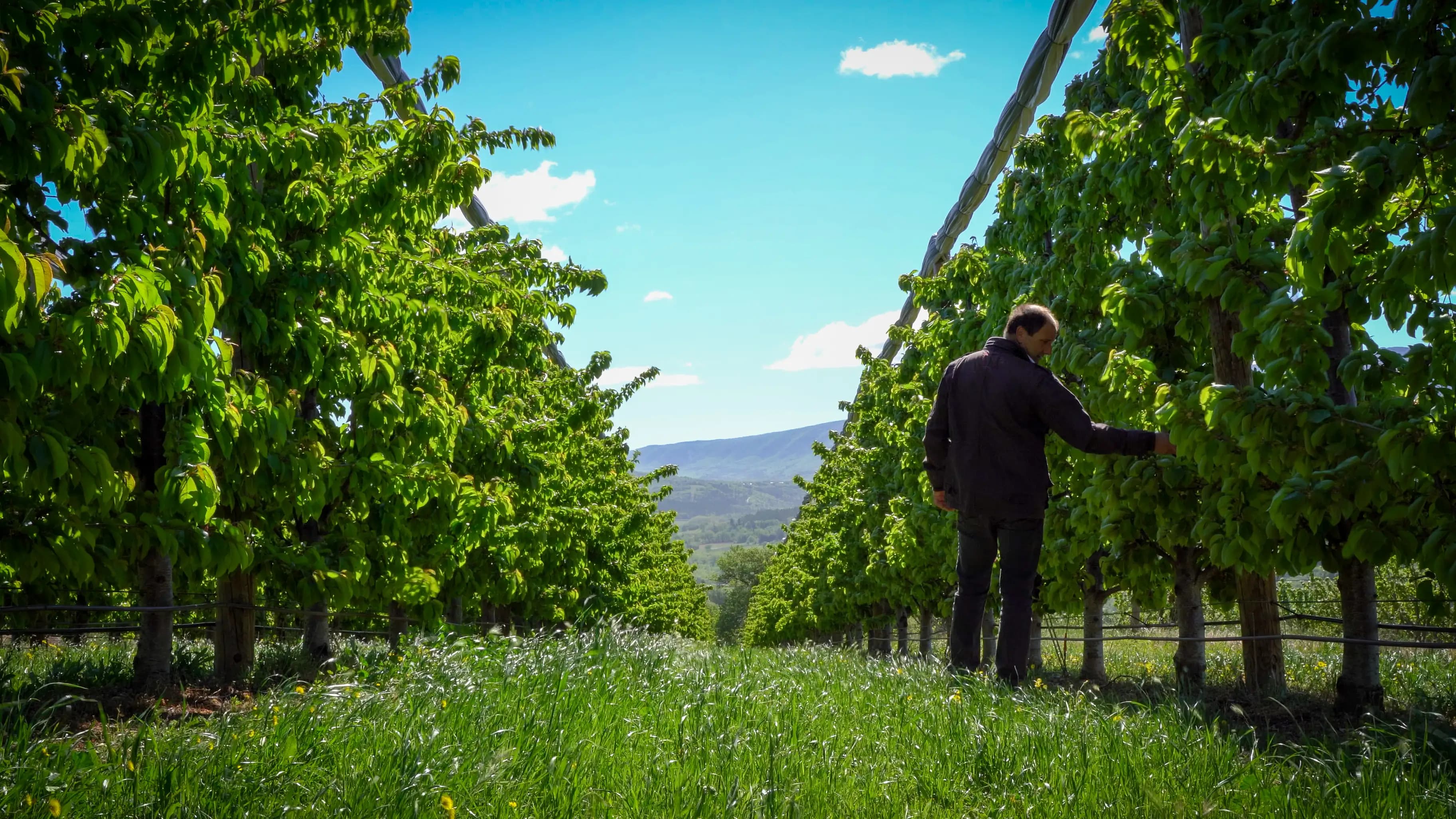 Plantation de cerisiers à l'EARL les Tilleuls