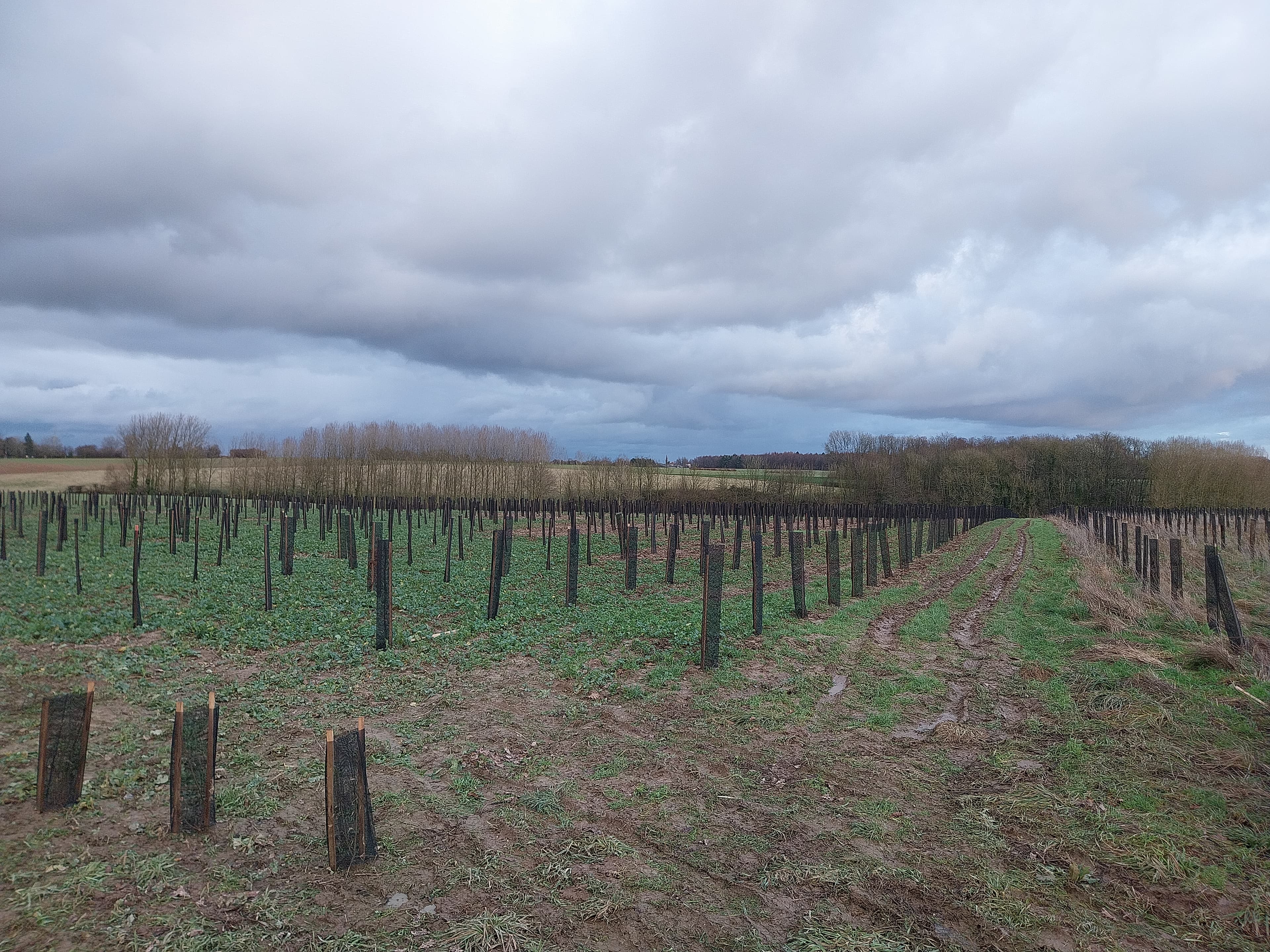 Nouveau boisement diversifié à Fienvillers
