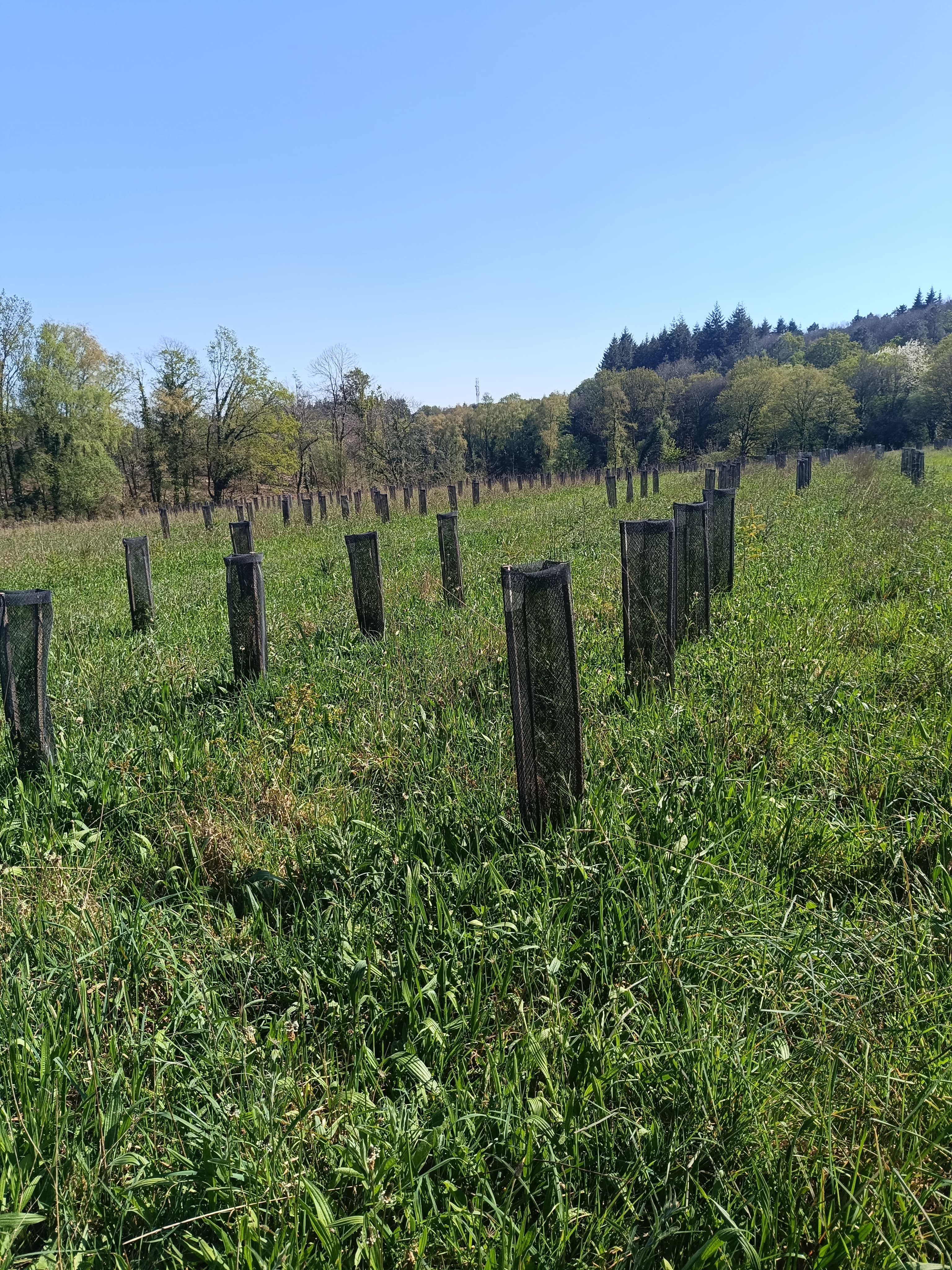 Nouveau boisement à Sérent