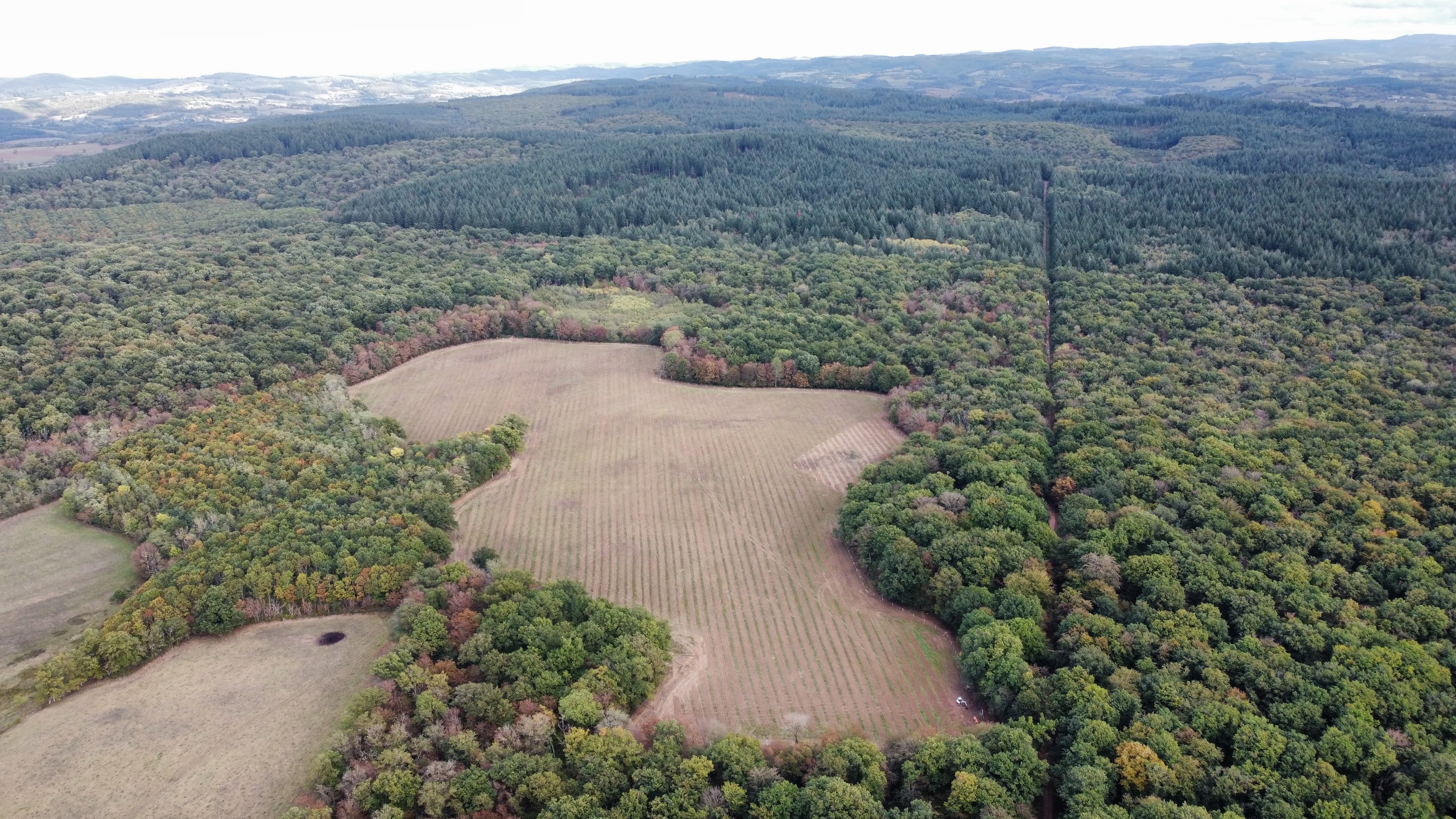 Boisement d'une clairière artificielle de 10 hectares