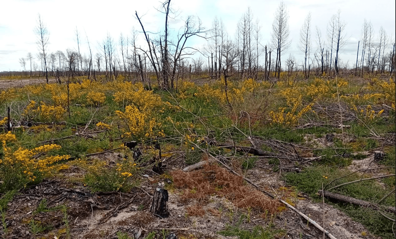 Reboisement de 9,82 hectares de forêts incendiées en Gironde