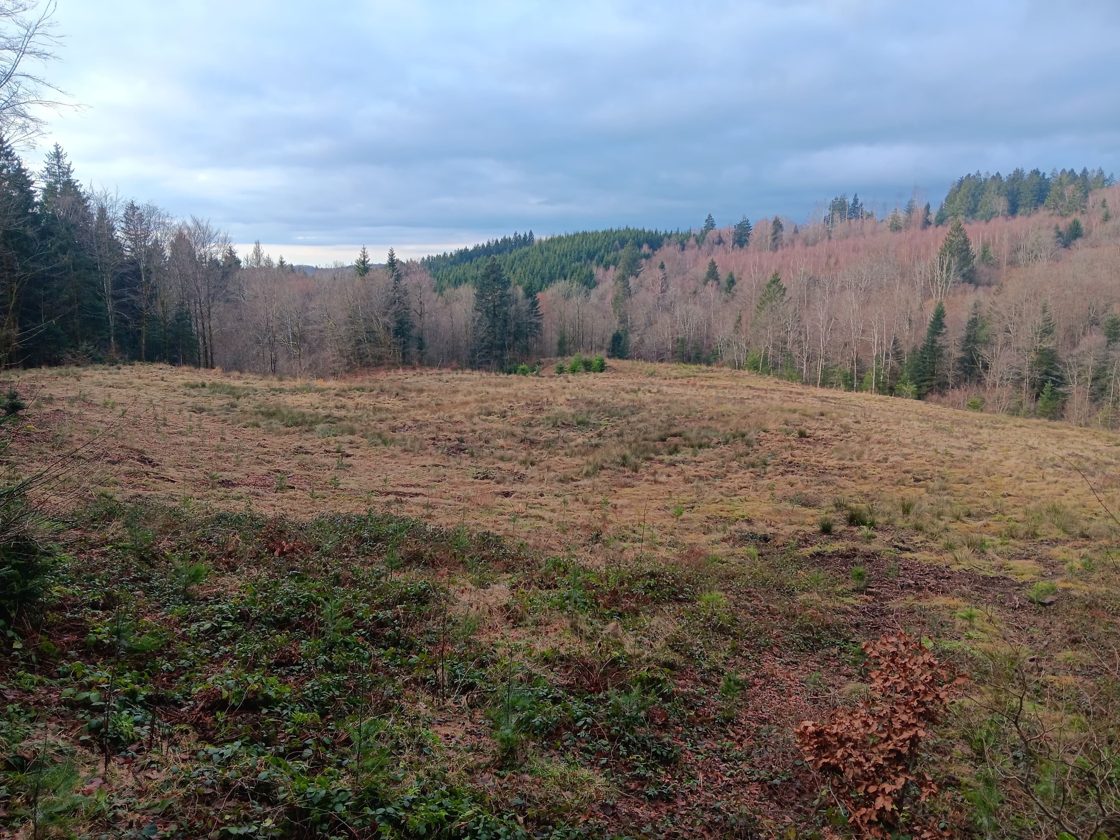 Reforestation to restore a schistose forest in Beulotte-Saint-Laurent