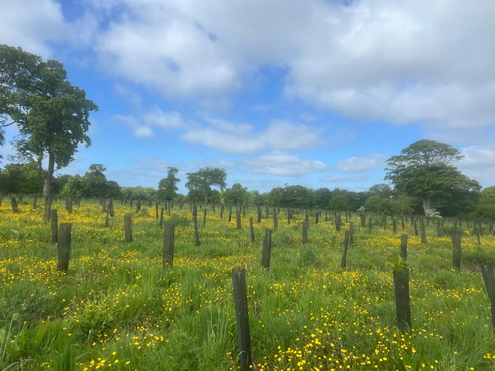 Création de 9,48 hectares de forêts dans la Manche