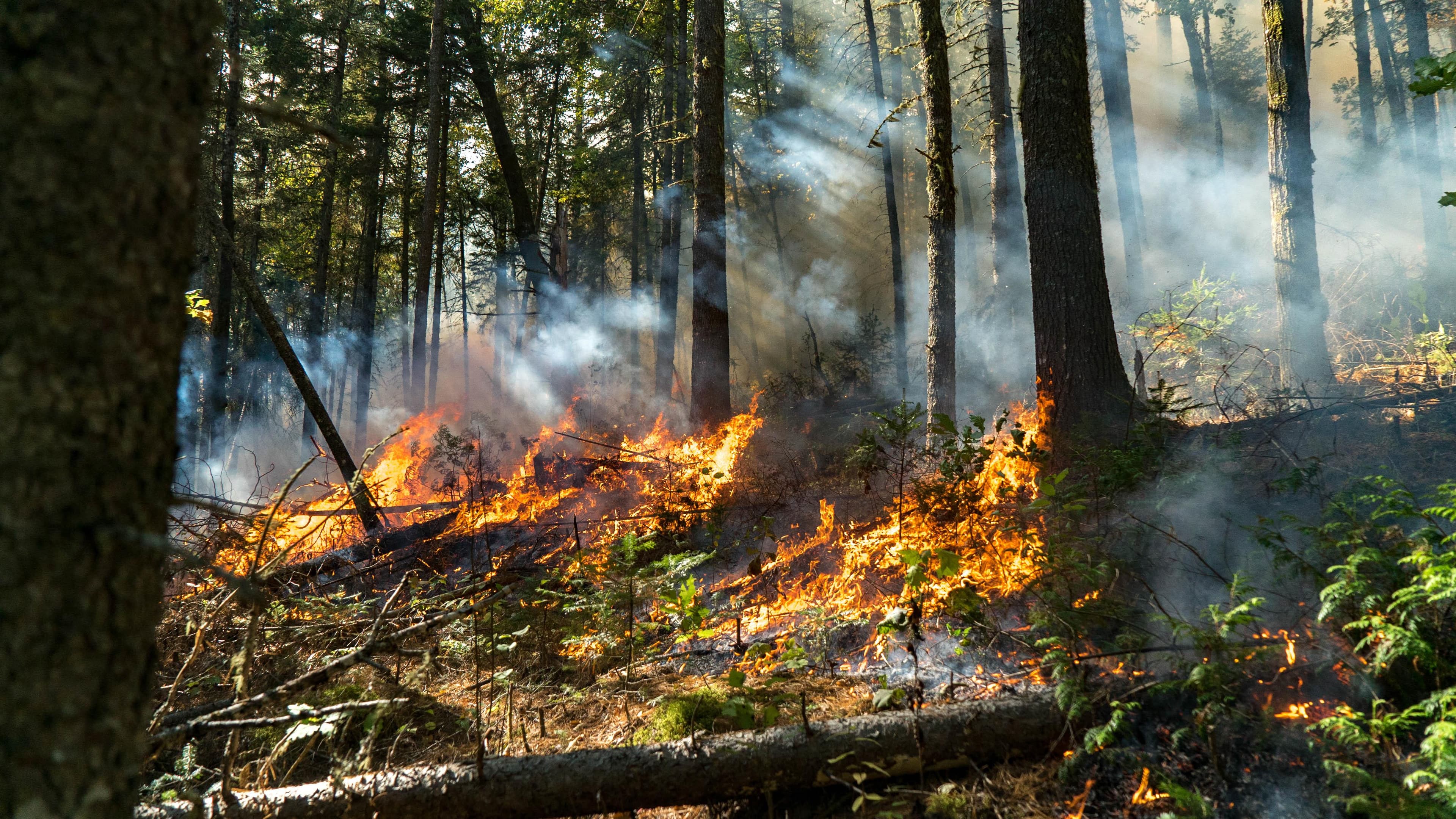 Reboisement de 23,91 hectares de forêts incendiées en Gironde