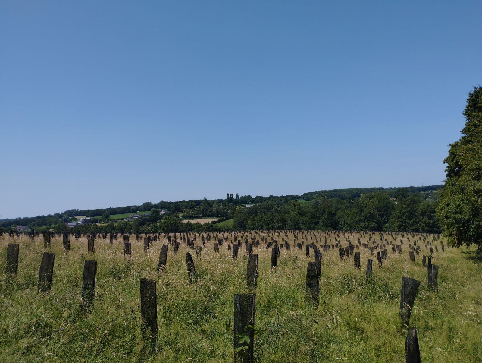 Nouveau boisement diversifié à Lerzy