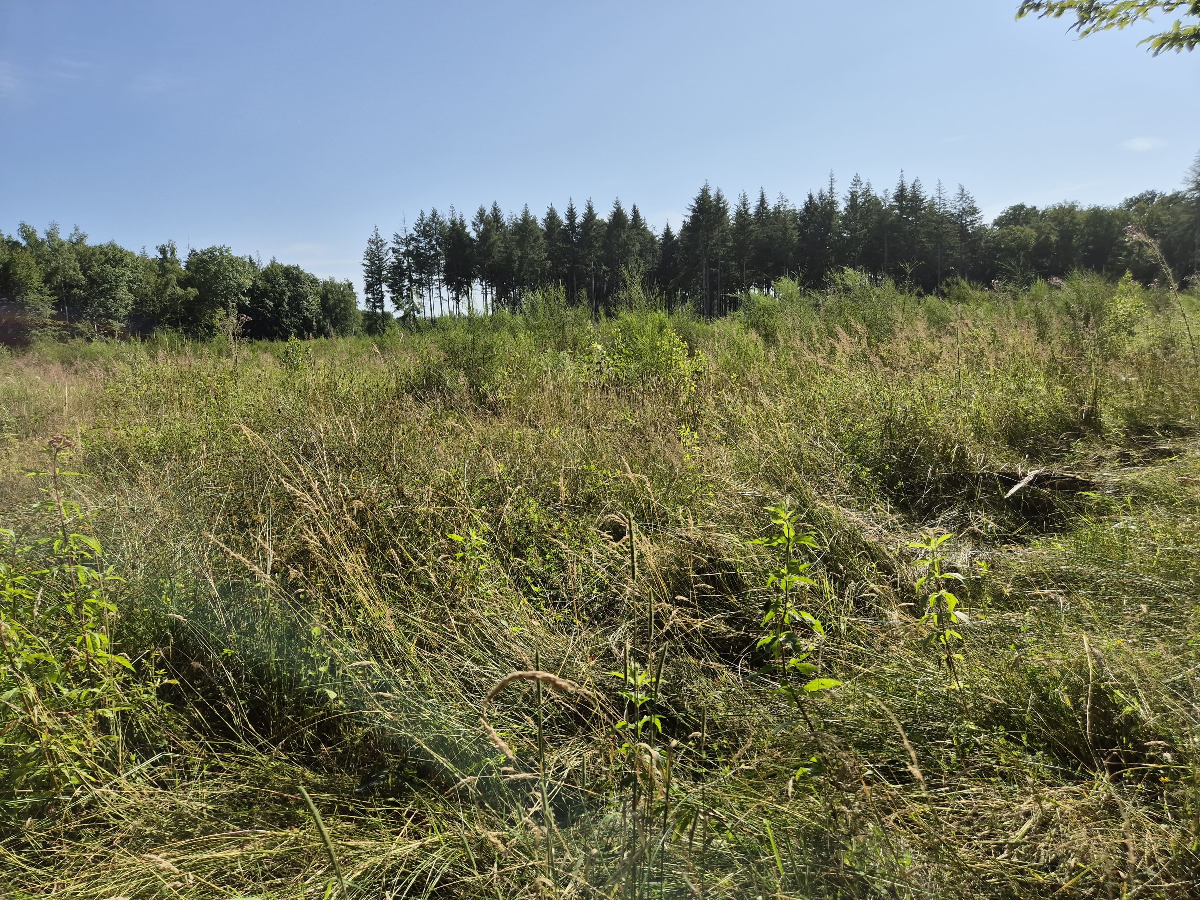 Diversified reforestation in the Marne